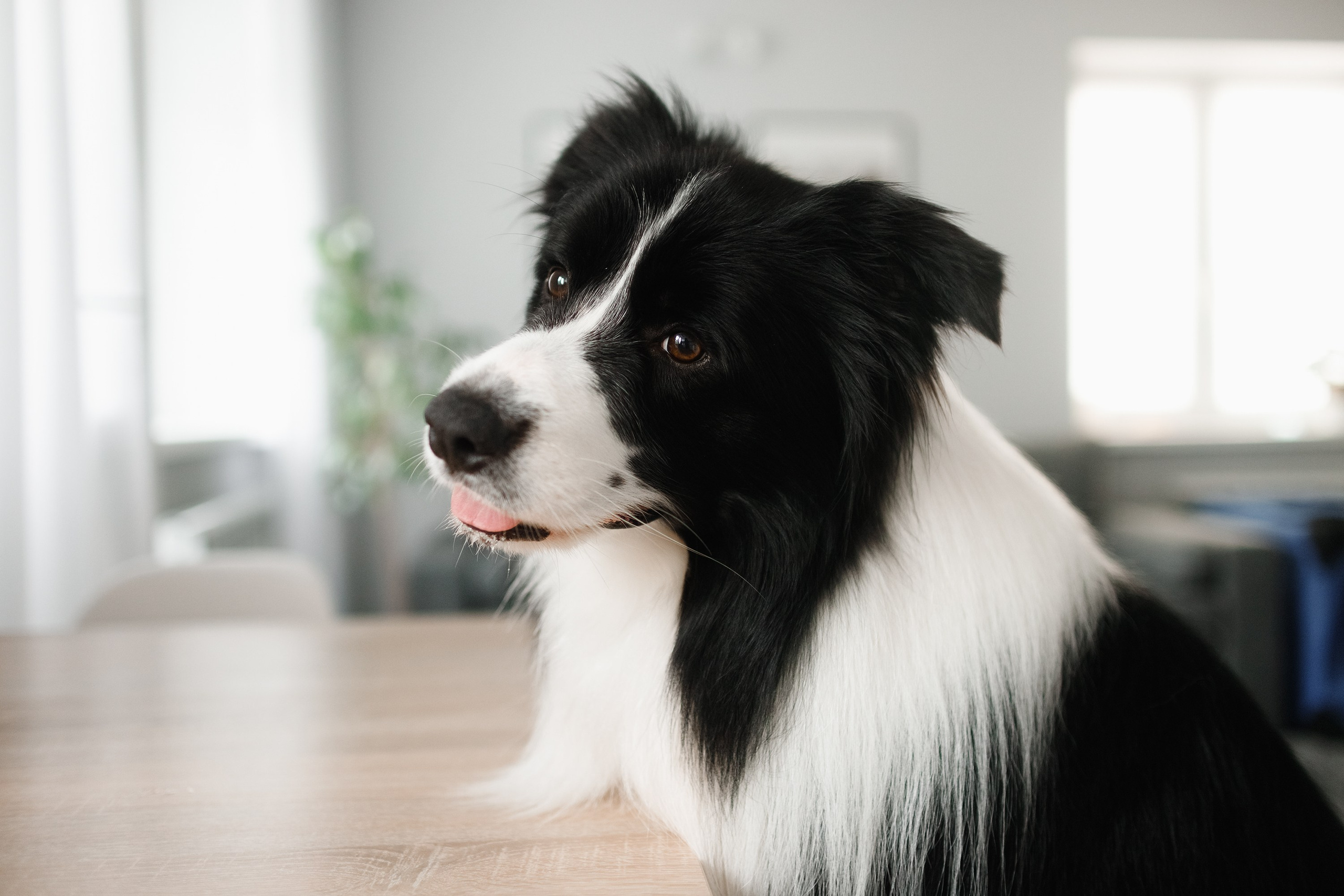 Evgenia & Richard. Kaja | fotograf we Wrocławiu | ludzie i psy