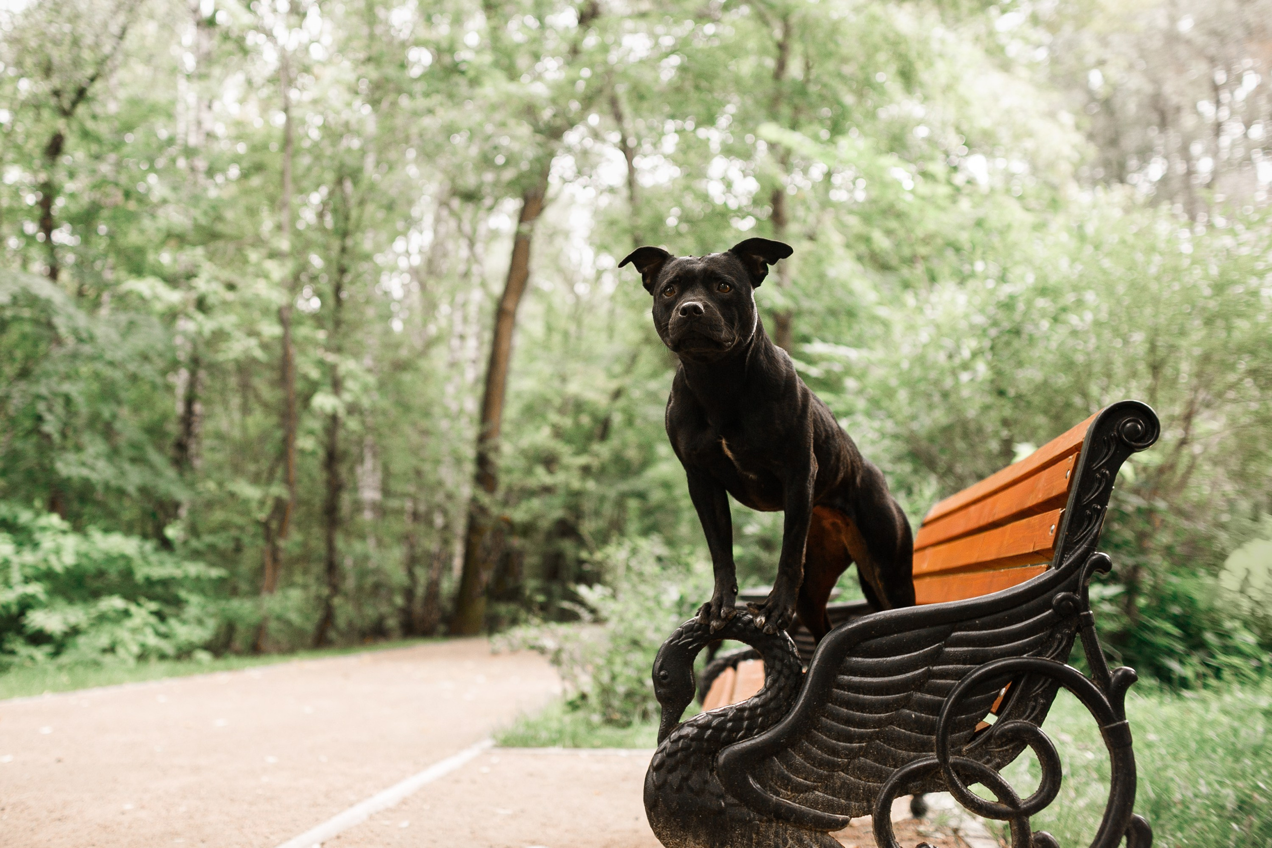 Staffy Yosia. Kaja | fotograf we Wrocławiu | ludzie i psy