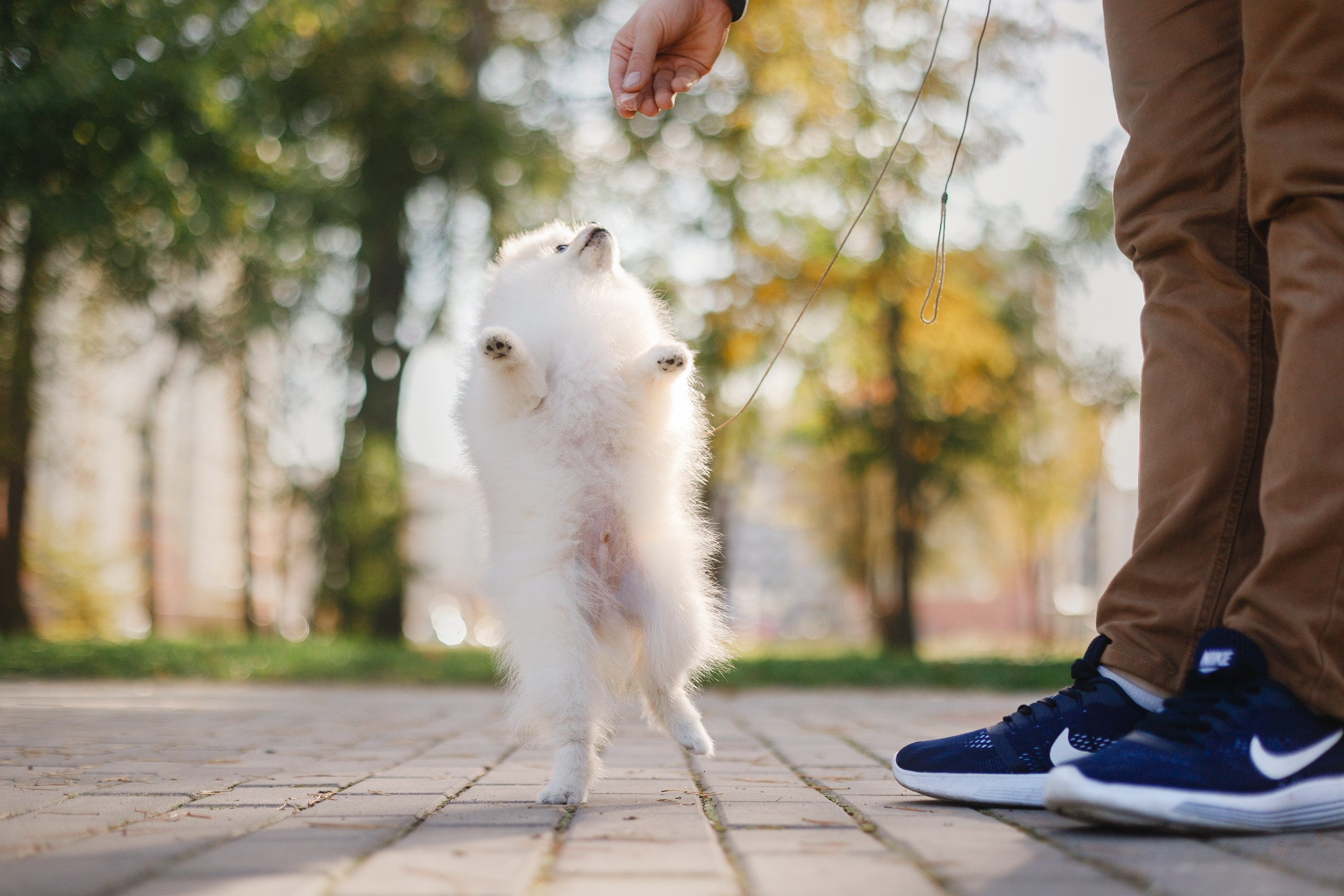 Little spitz. Kaja | fotograf psów we Wrocławiu