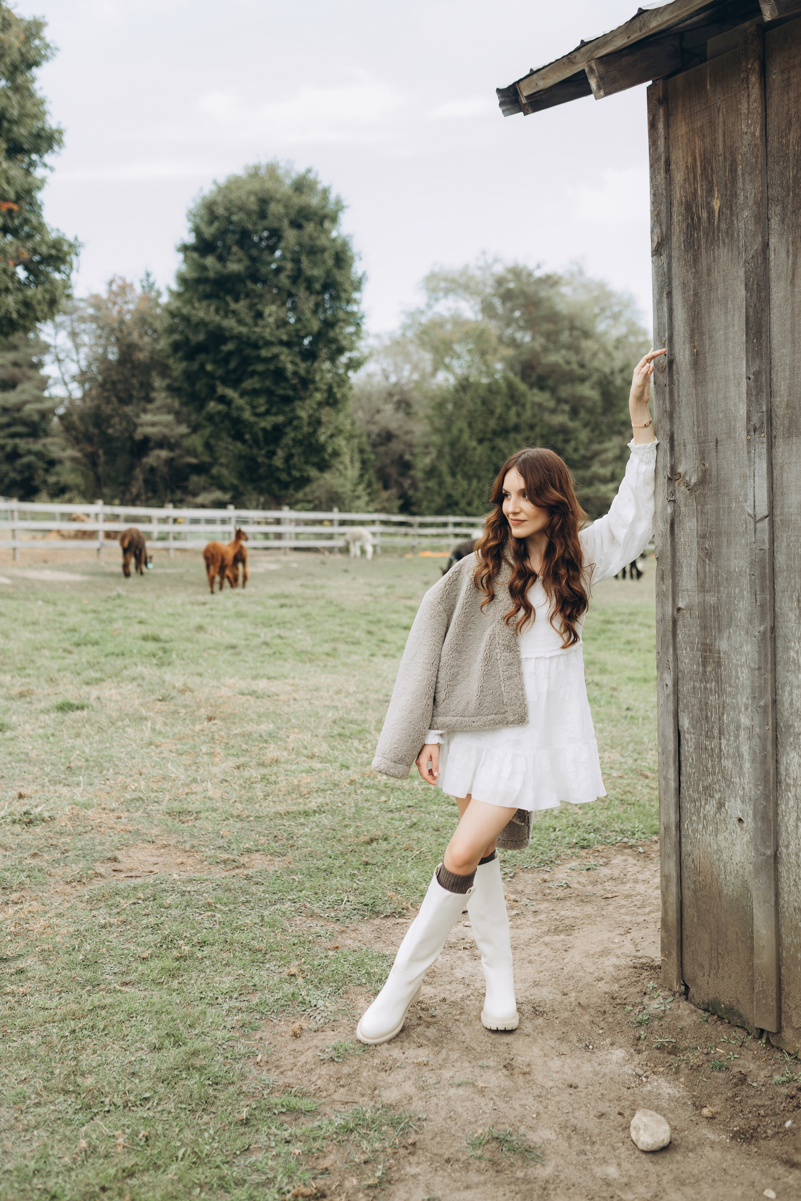 Alpacas Farm. Chernenko.photography