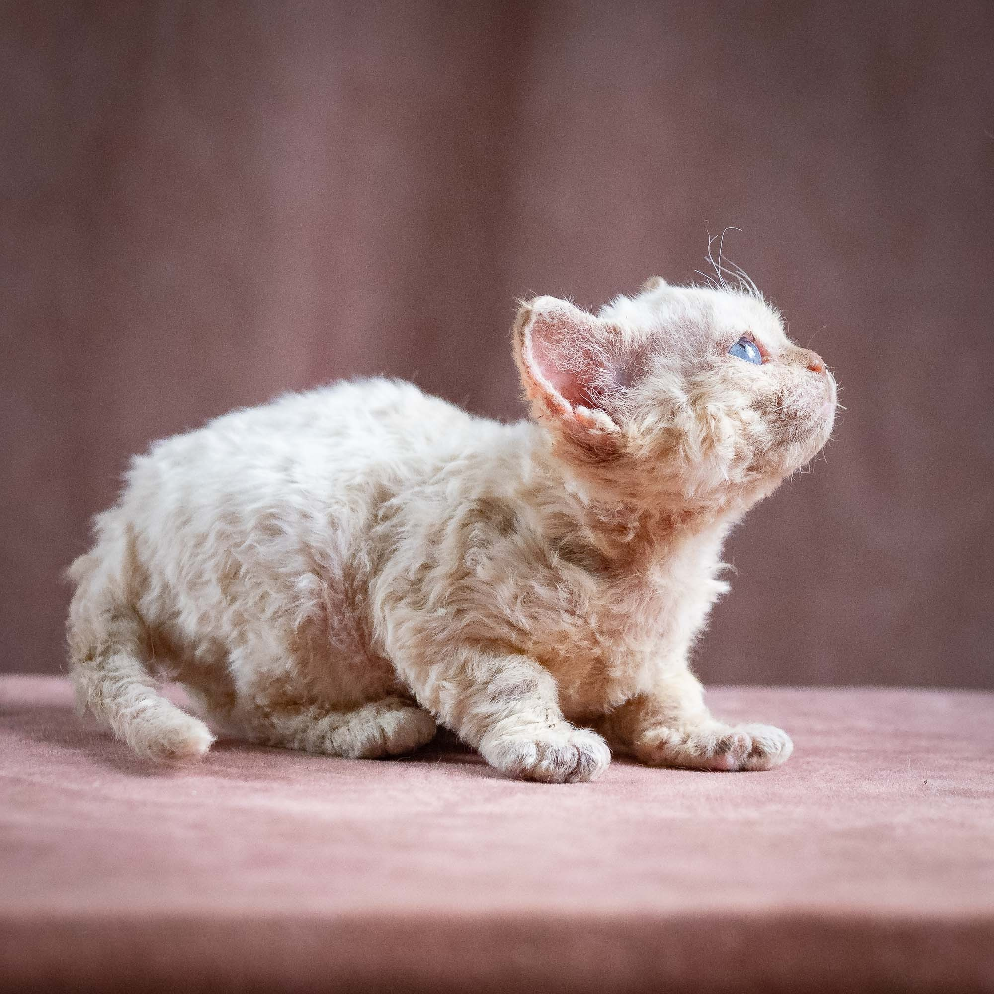 Quennie,  girl, born 02.14.26. Devon Rex Pixie Cattery