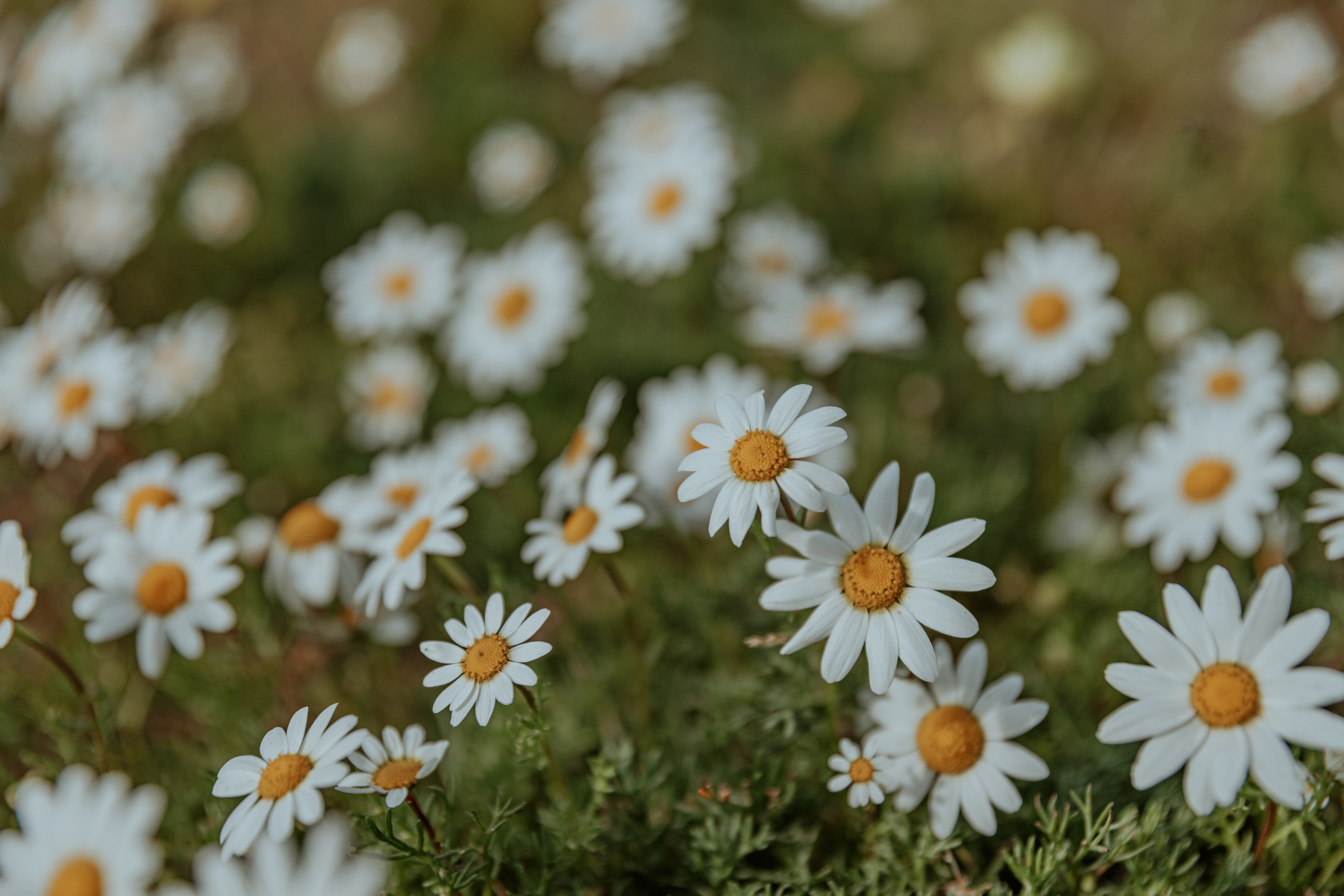 Passeio a cavalo na praia dos Supertubos. Luxury Wedding Photography & Cinematic Films | Portugal & Destination Weddings | Ricardo & Mary Pictures