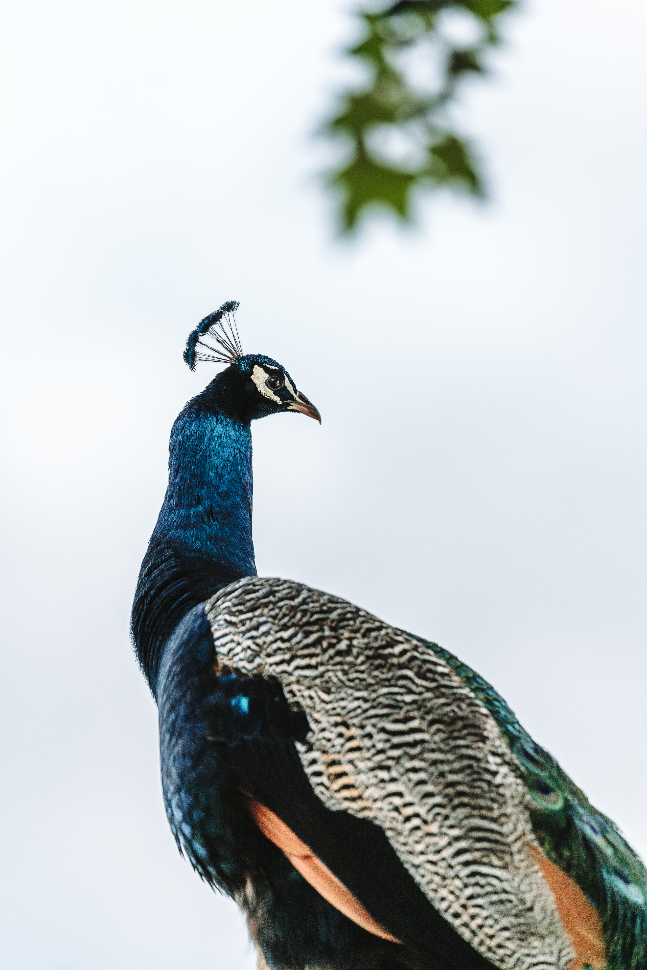 Wedding at Quinta Foz do Arelho. Luxury Wedding Photography & Cinematic Films | Portugal & Destination Weddings | Ricardo & Mary Pictures