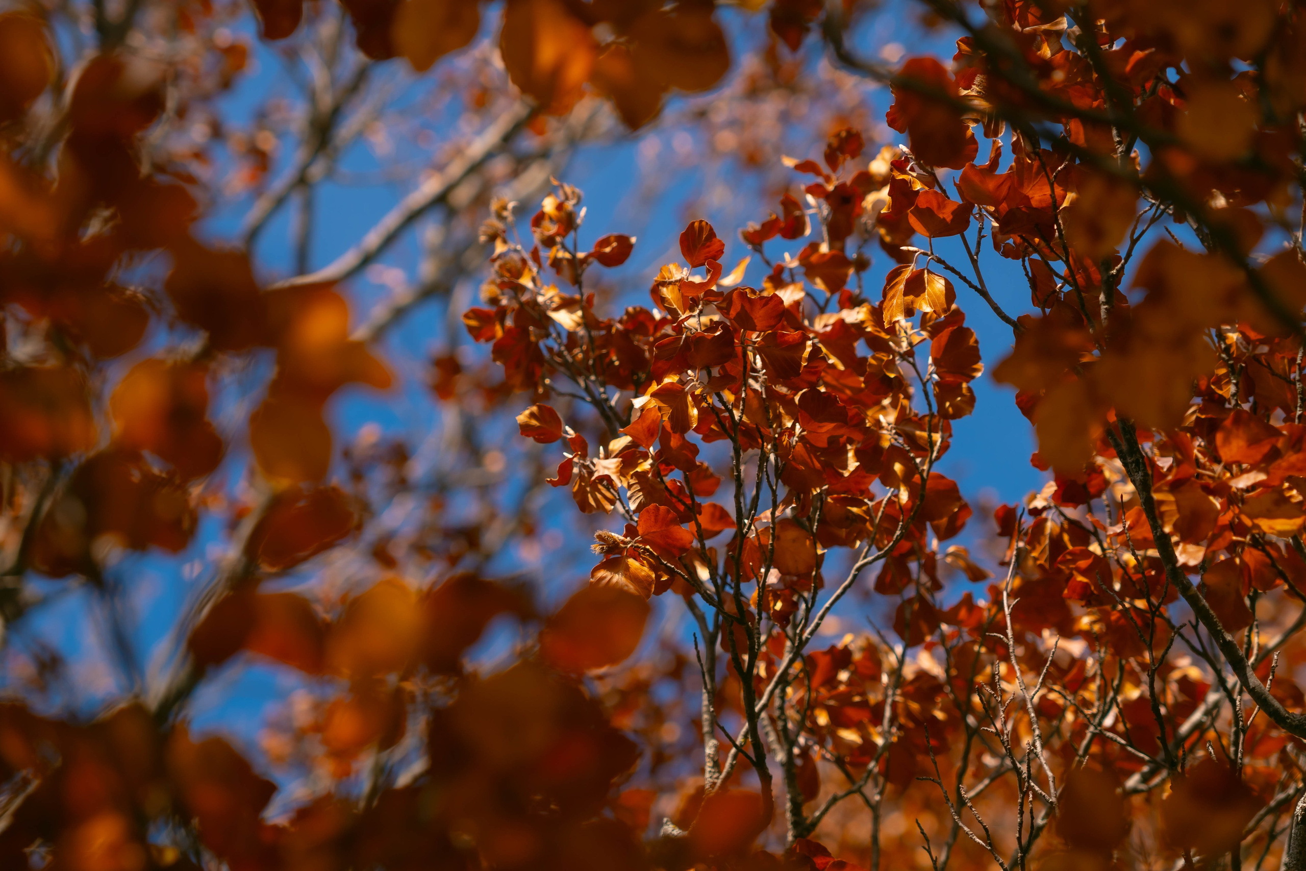 Ruta Otoño. Alba del Norte Studio