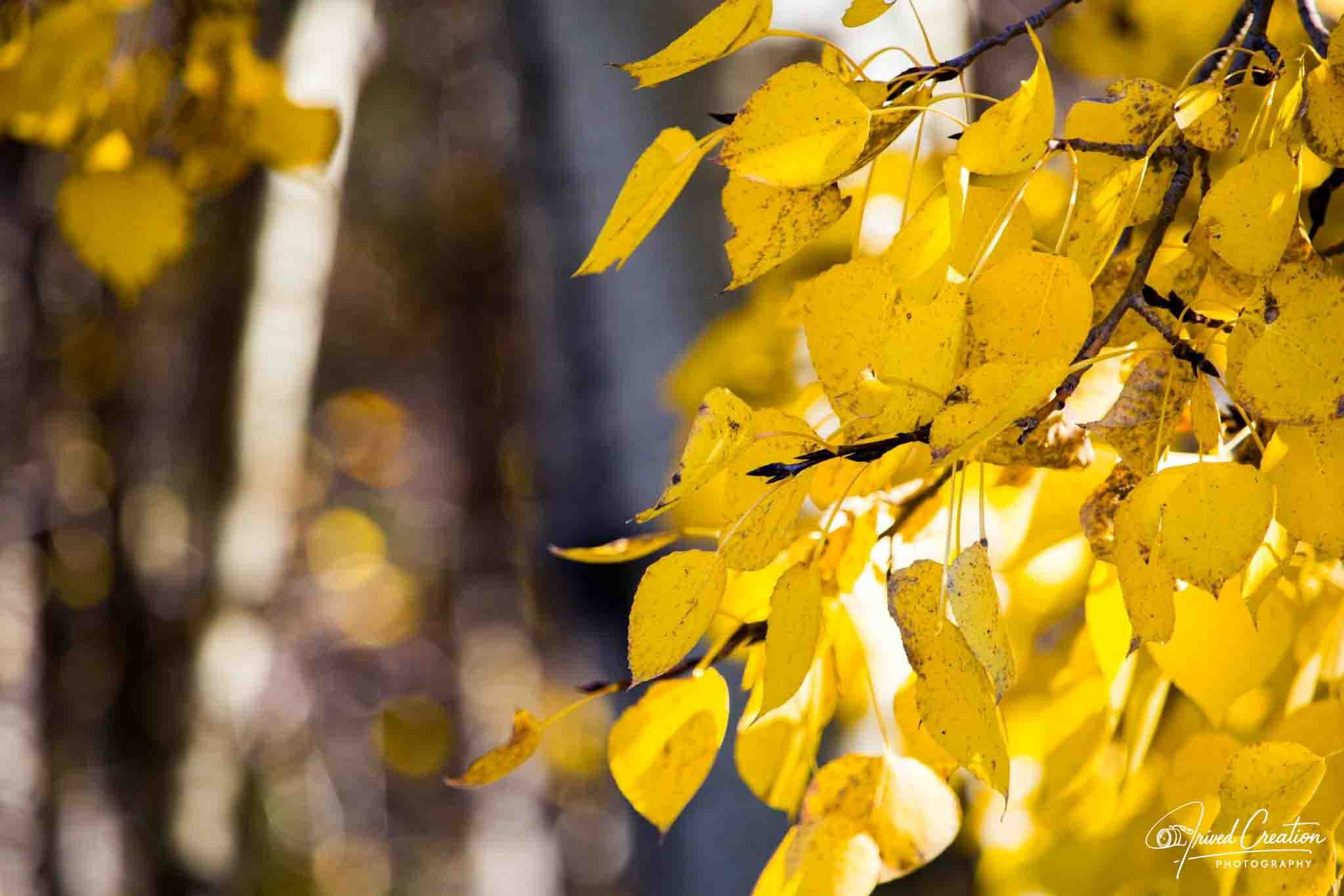 Landscape & Nature. Prived Creation