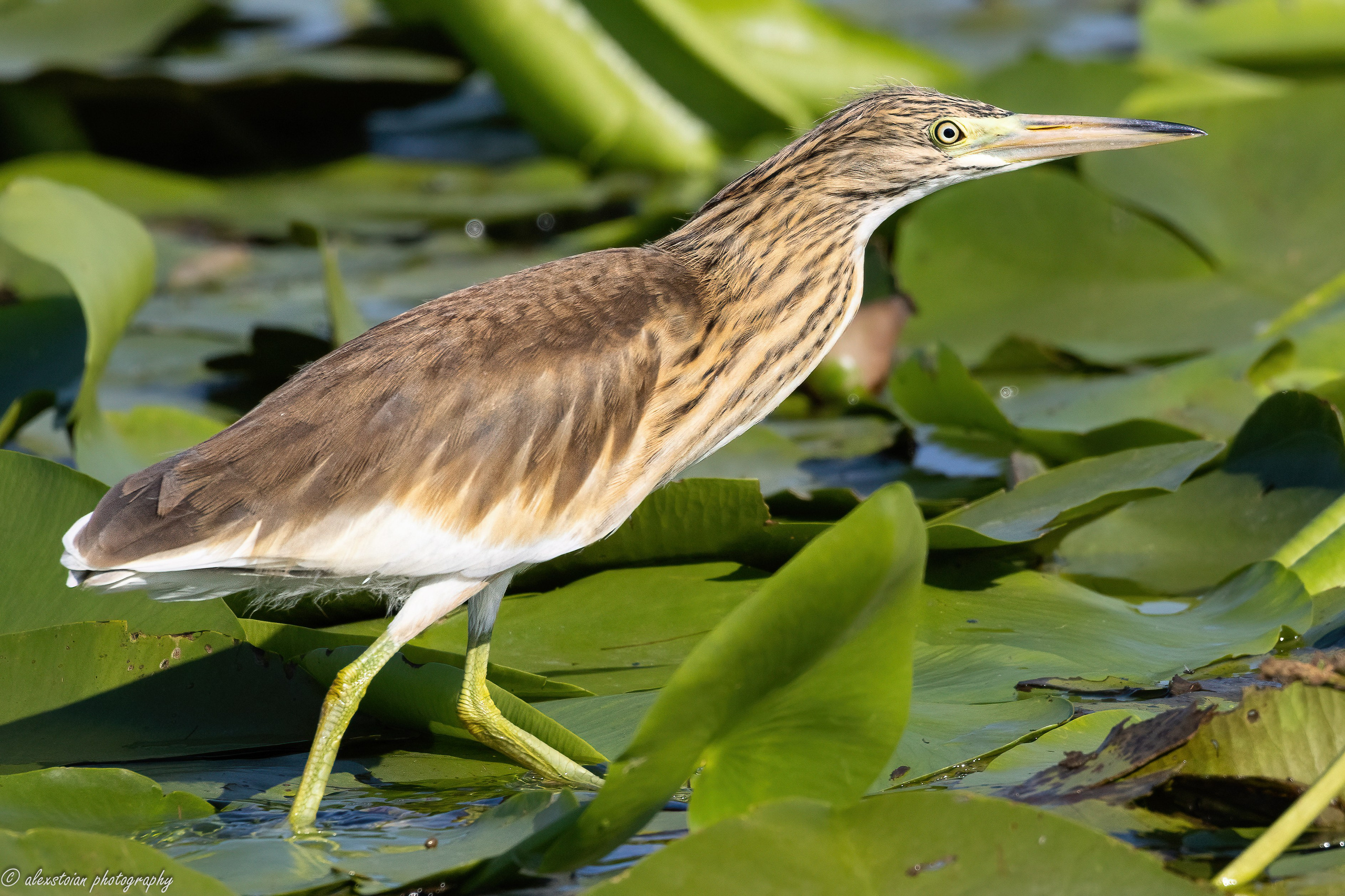 Delta Dunarii. Http://www.alexphoto.ro