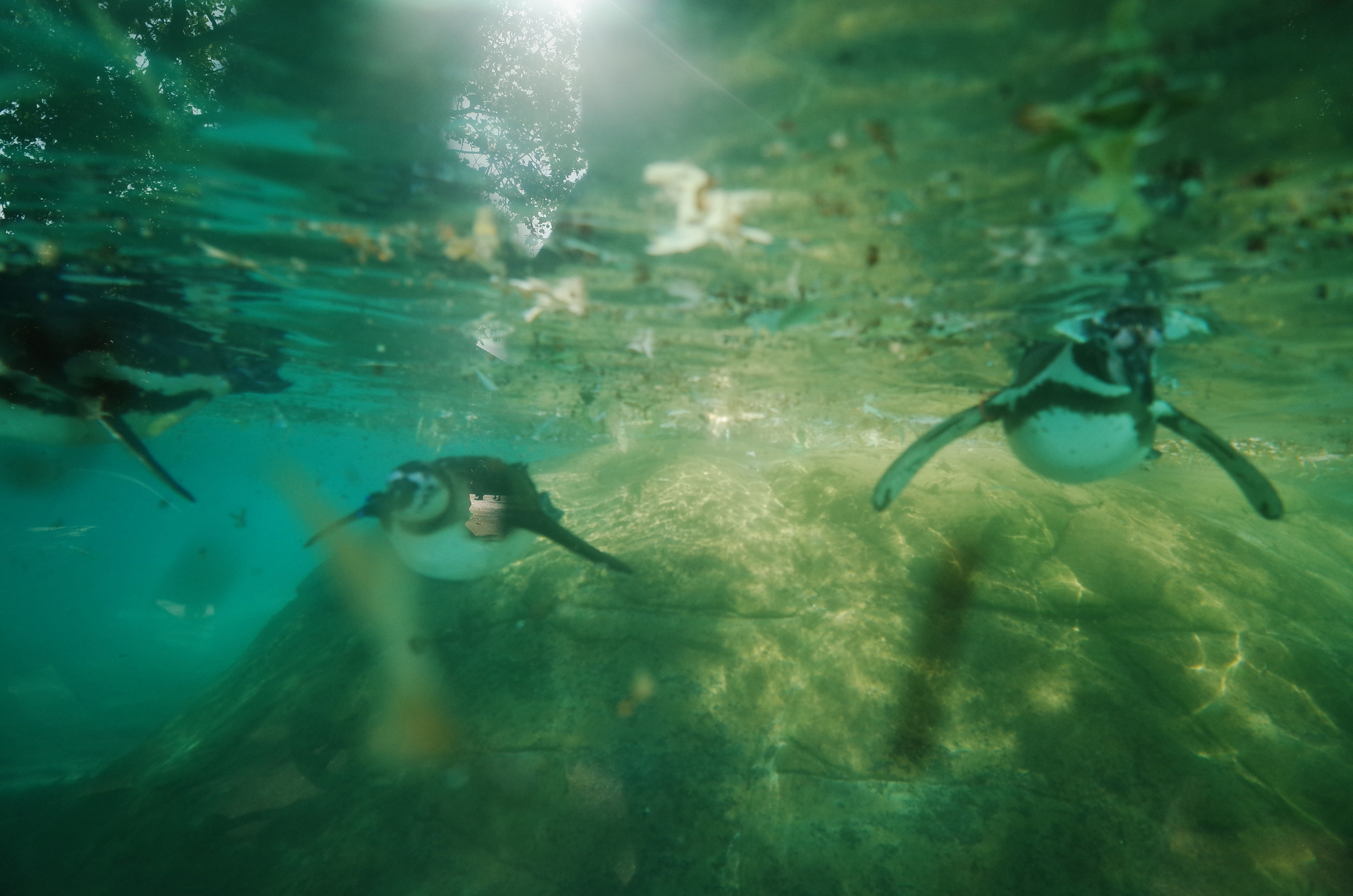 Little penguins. London zoo. Victoria Dini Photography