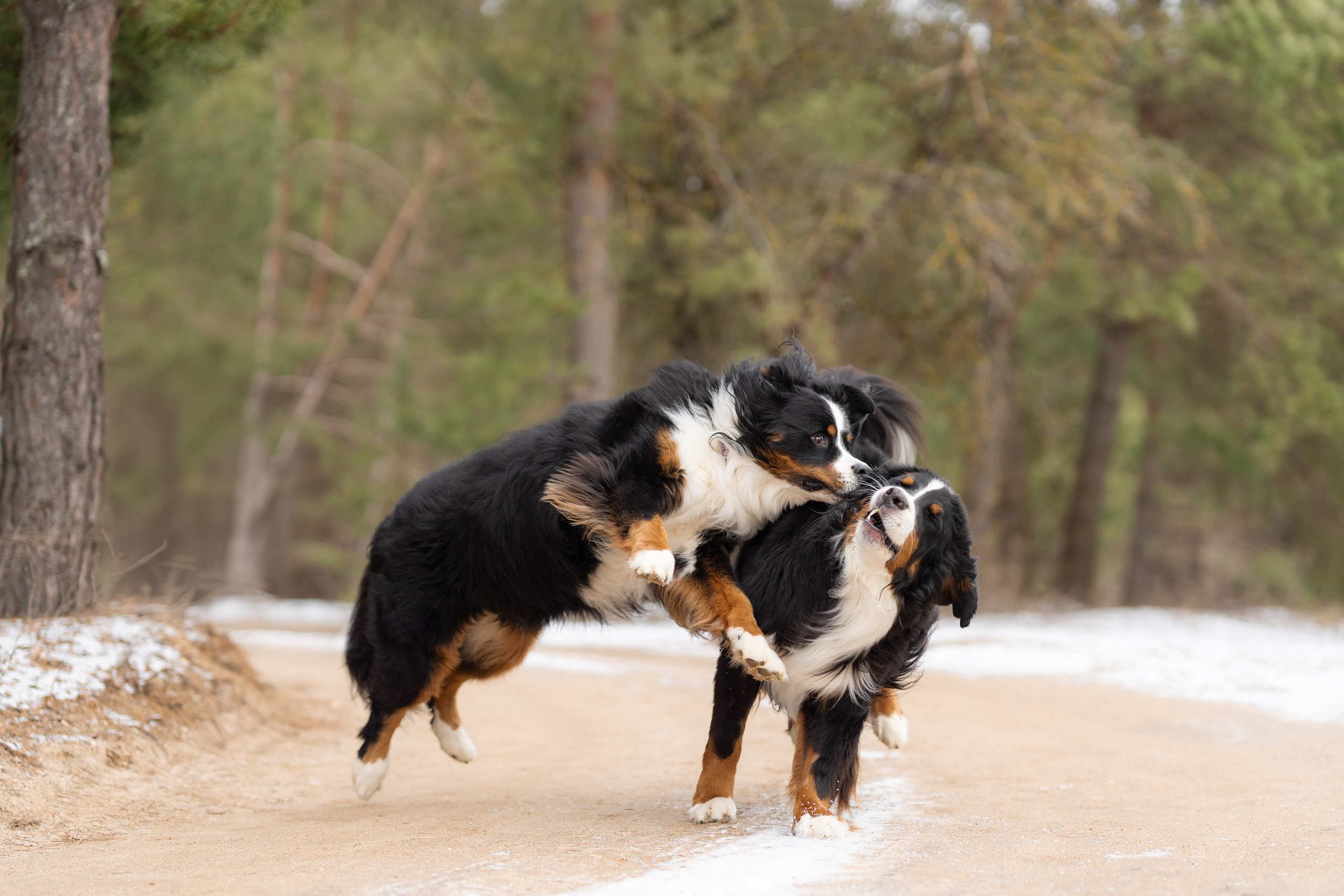 2 berno zenenhundai ir naujas šeimos narys Riko. Vita Klimaševska ○ Fluffy Soulmate Photography