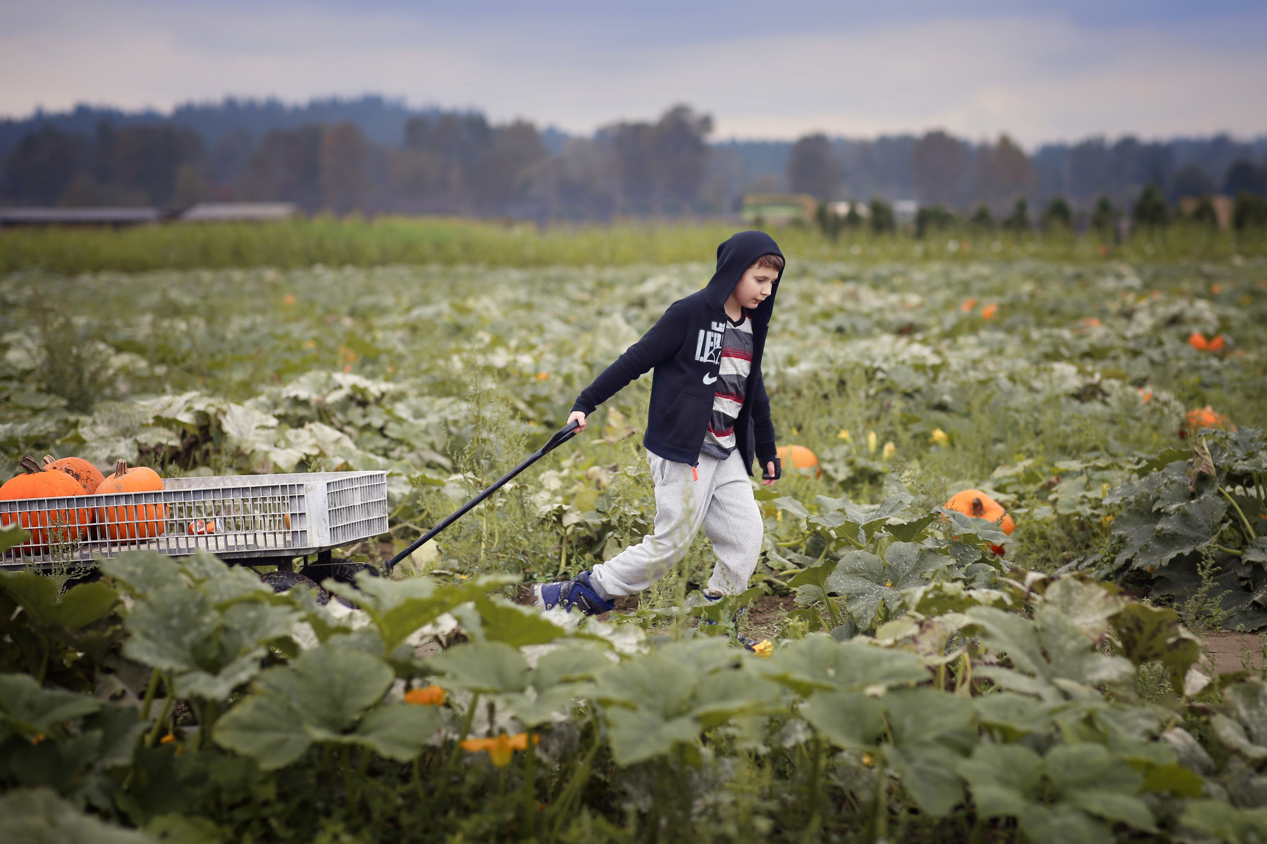 Fall. YuAnna studio. Family & Kids Photographer in Seattle area, located in