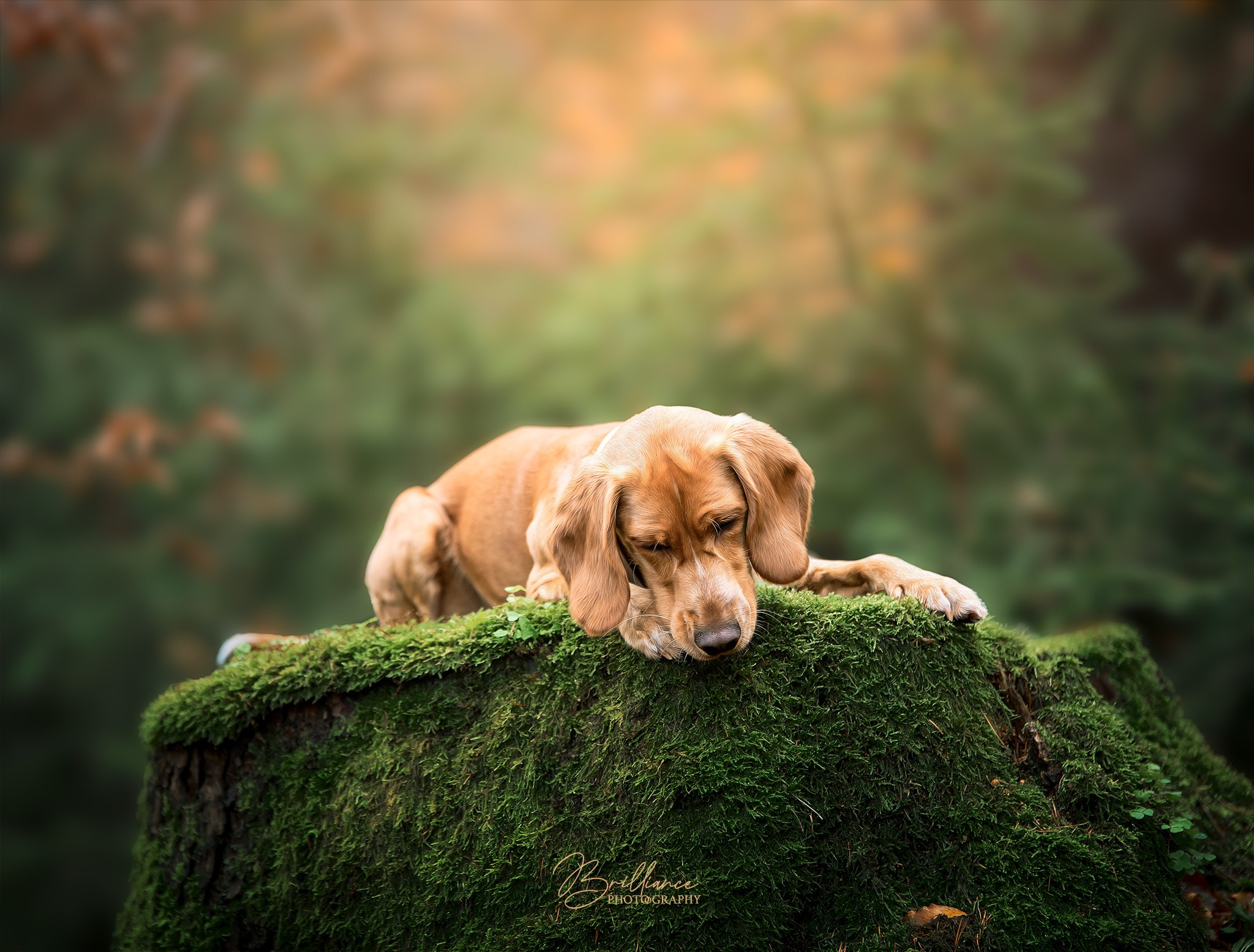 Waldzauber. Tierfotografie und Familienfotografie in der Hallertau