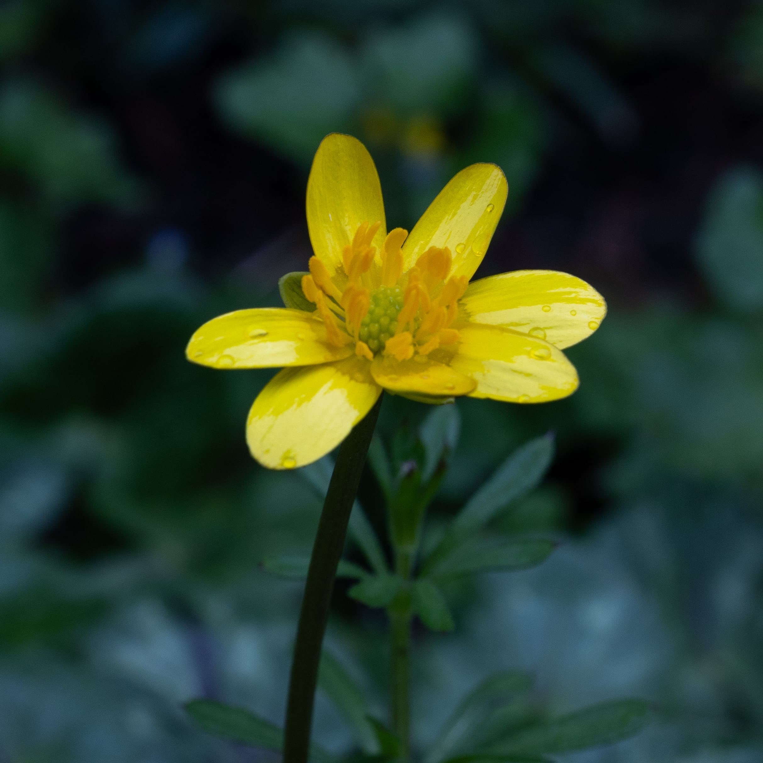 Forår. Fotograf Aarhus | Portrætfoto Århus | Flotte billeder
