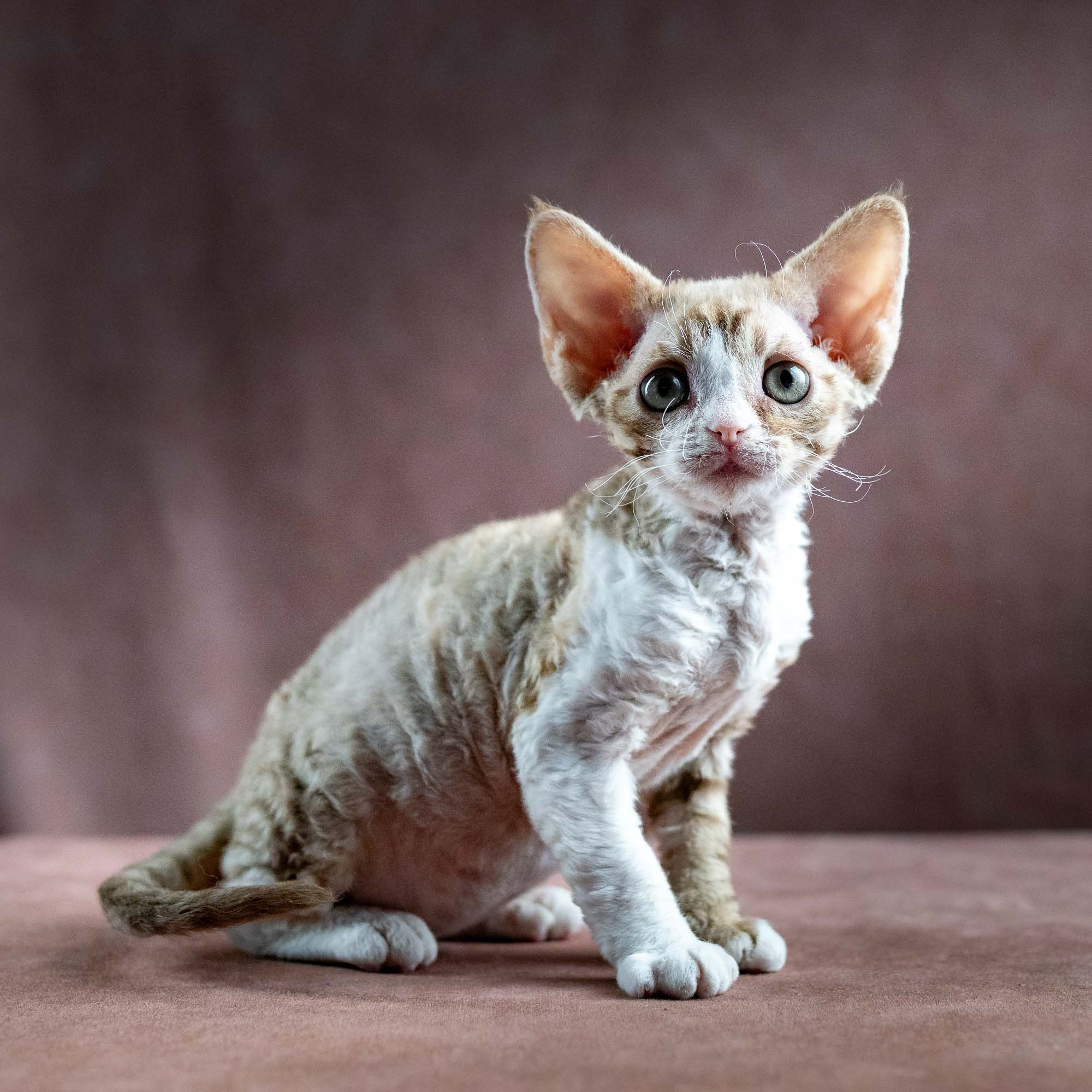 Houston, girl, born 04.20.25. Devon Rex Pixie Cattery