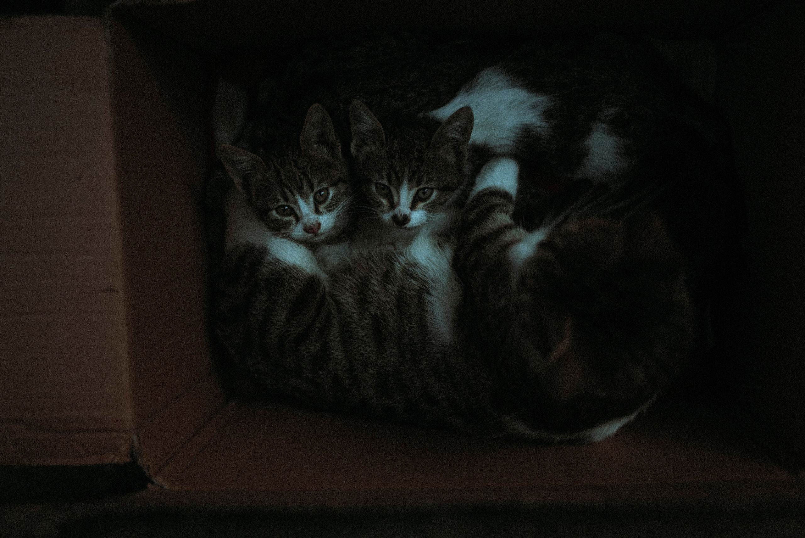 СТАМБУЛ. Стрит-фотография, полная абсурда, идиотизма и красоты