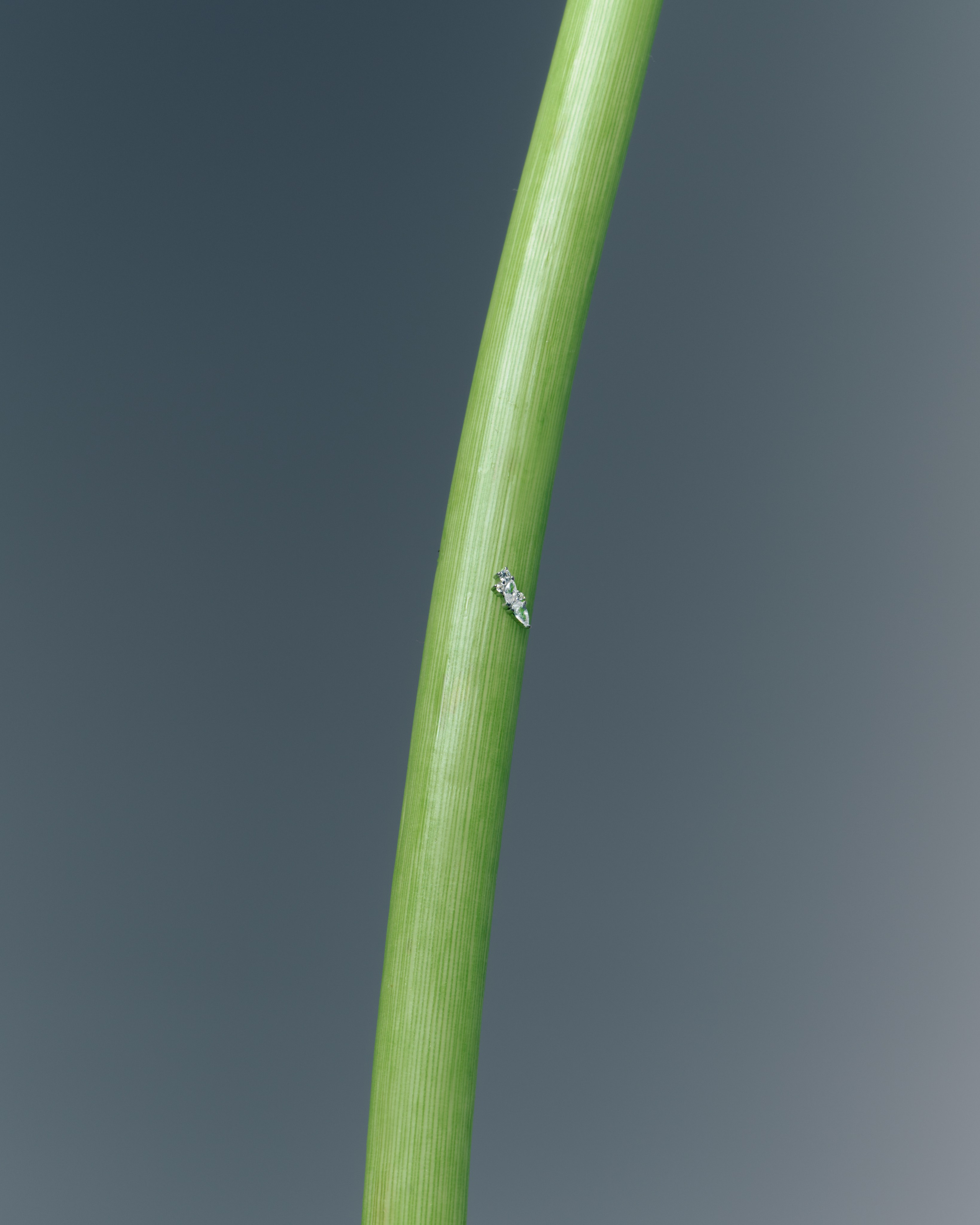 Fashion & Product. Photographer and videographer for business in Tbilisi Catrine Poznyak