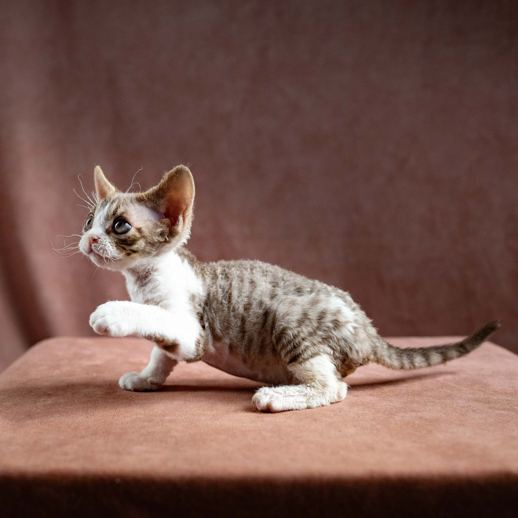 Hugo, boy, born 04.20.25. Devon Rex Pixie Cattery