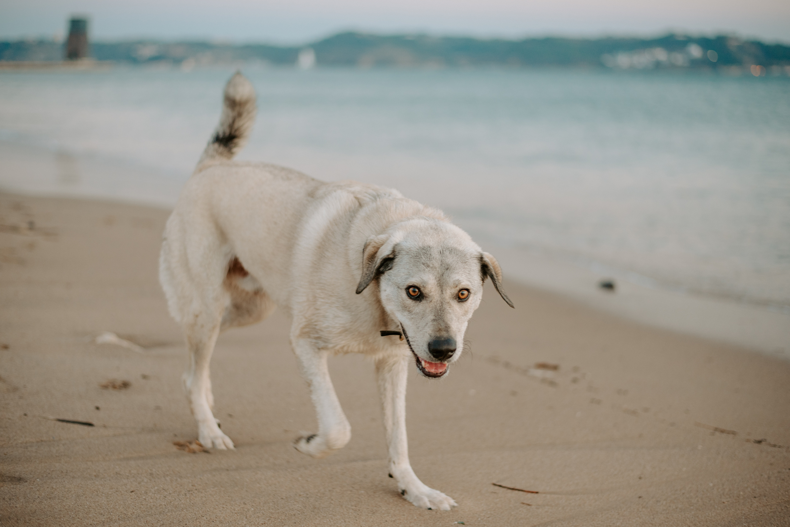 Family photographer based in Lisbon. Lifestyle, wedding and family photographer