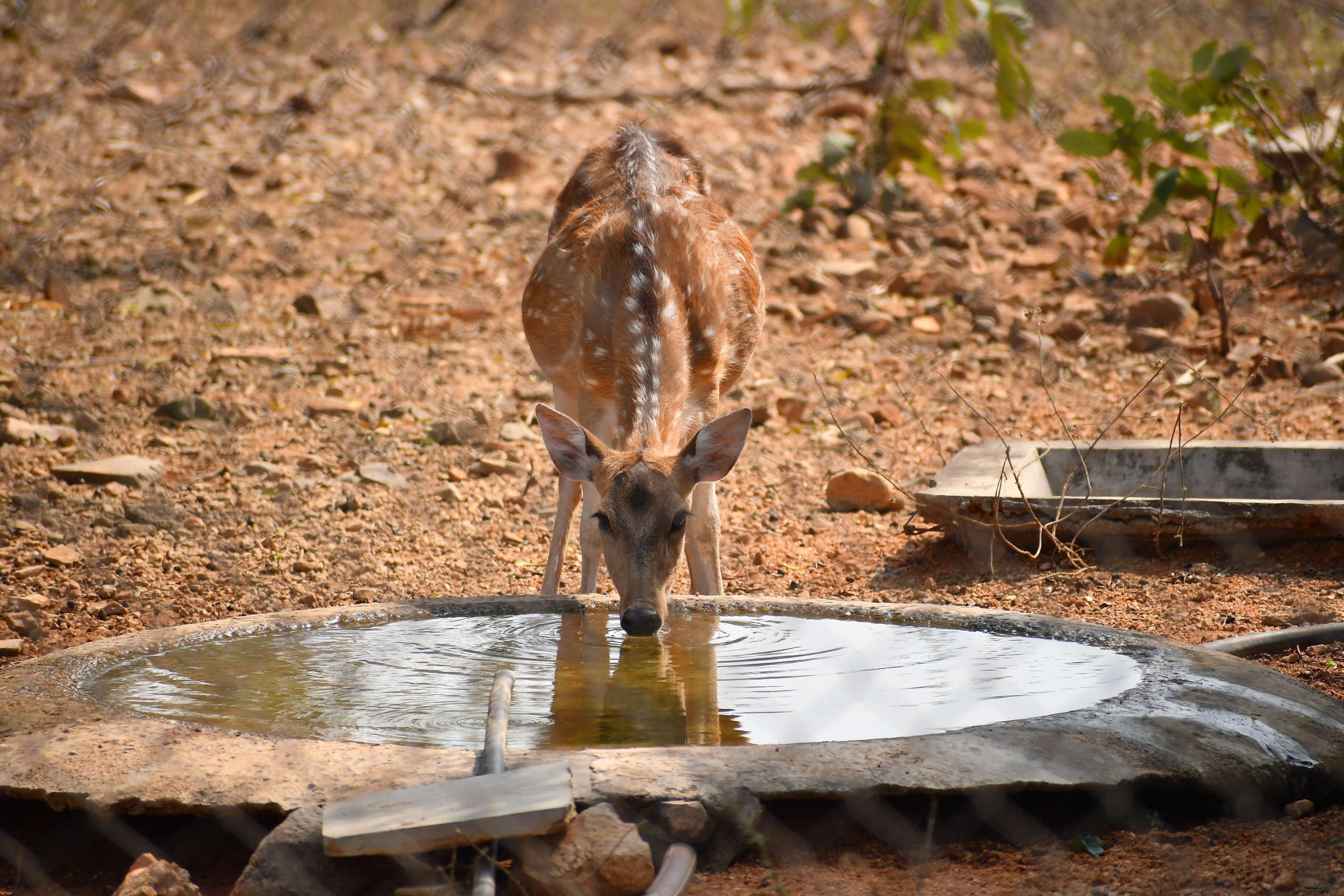 Wildlife. Portfolio By Nikhil