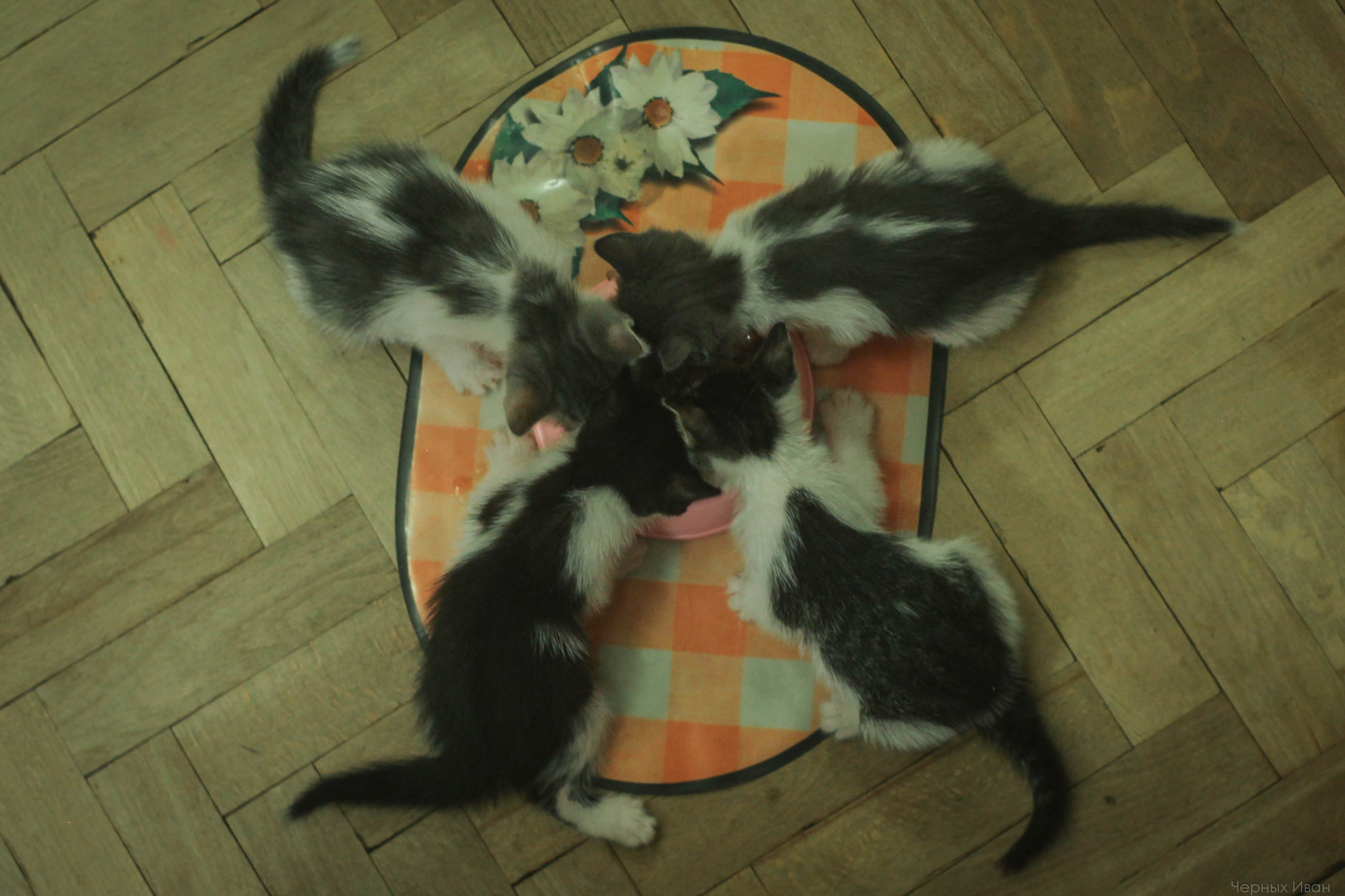 Кот шпедингера. Стрит-фотография, полная абсурда, идиотизма и красоты