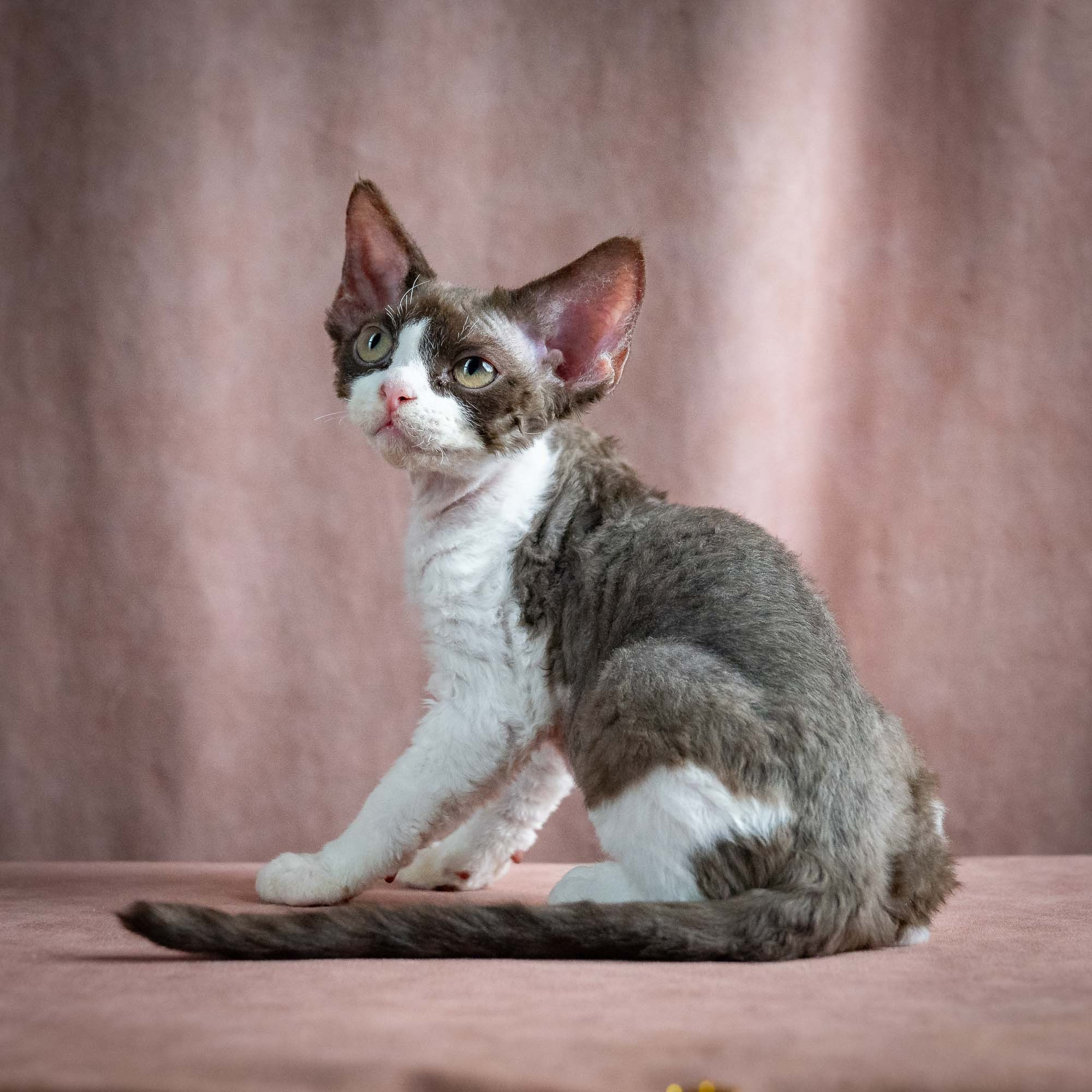 Pascal, boy, born 02.11.26. Devon Rex Pixie Cattery