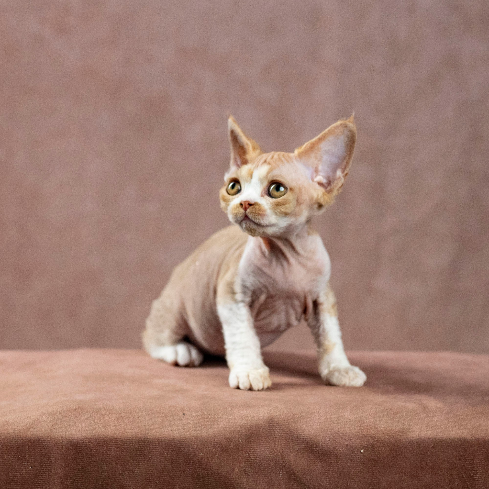Dobby, boy. Devon Rex Pixie Cattery
