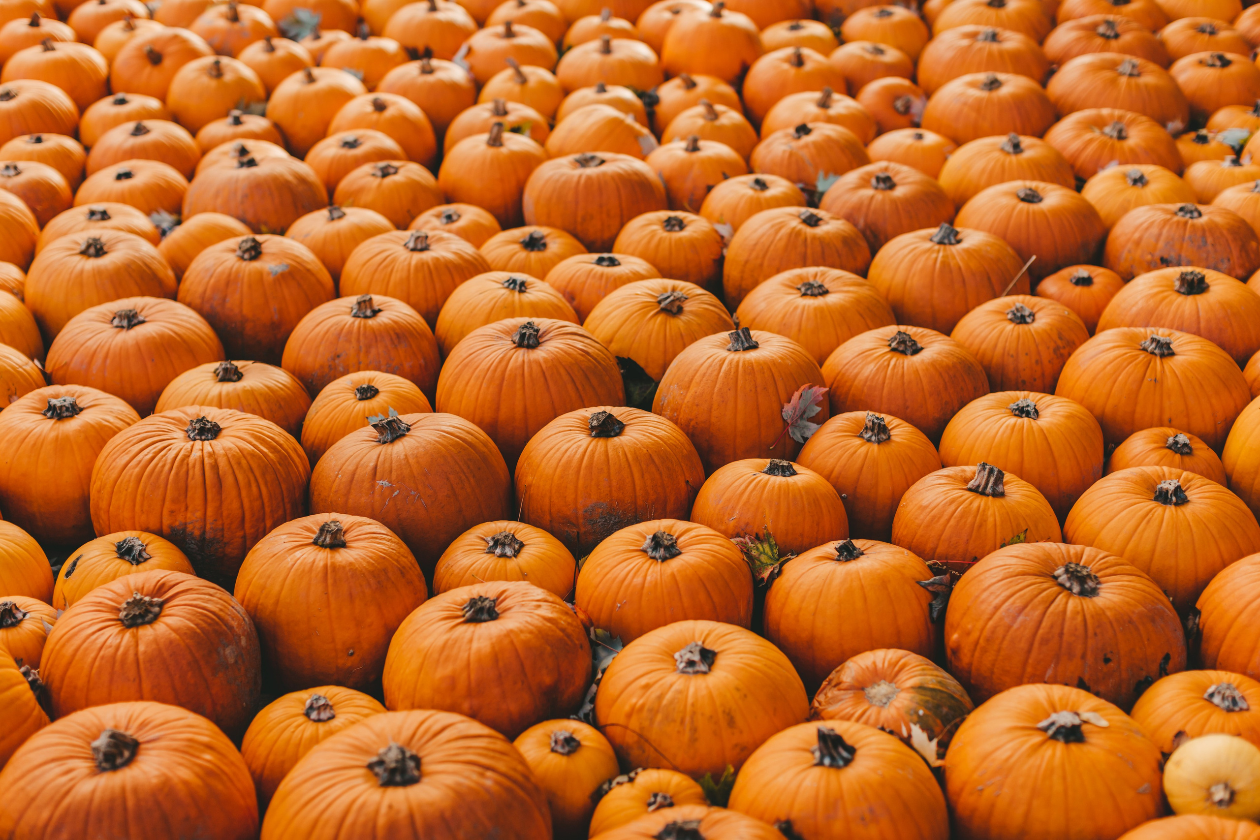 Фестиваль тыкв в Людвигсбурге. Фотограф в Германии — Мария Чистякова