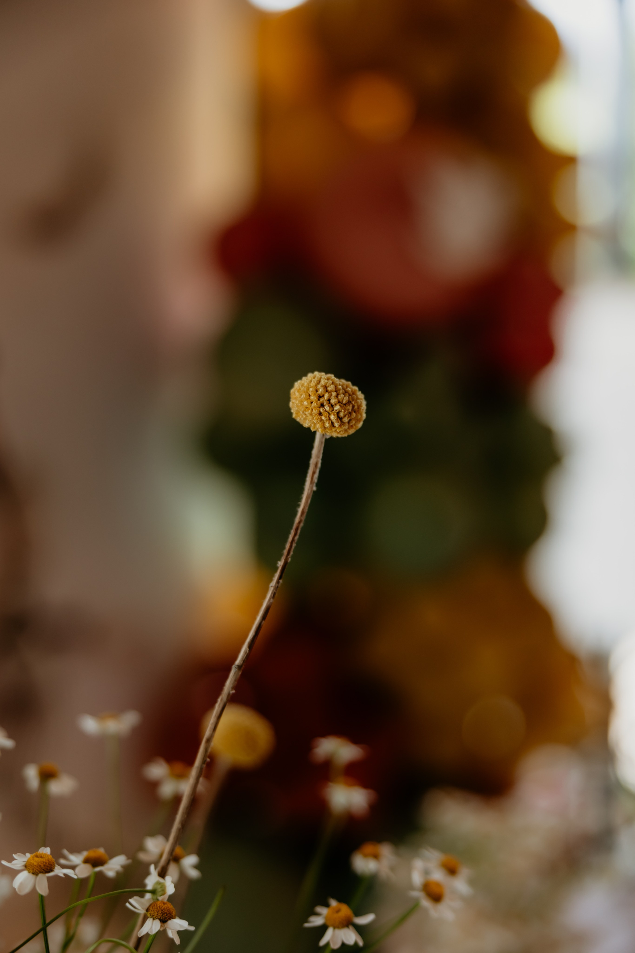 ROÐENDANAC. Family and children photographer in Belgrade Milja Ciric