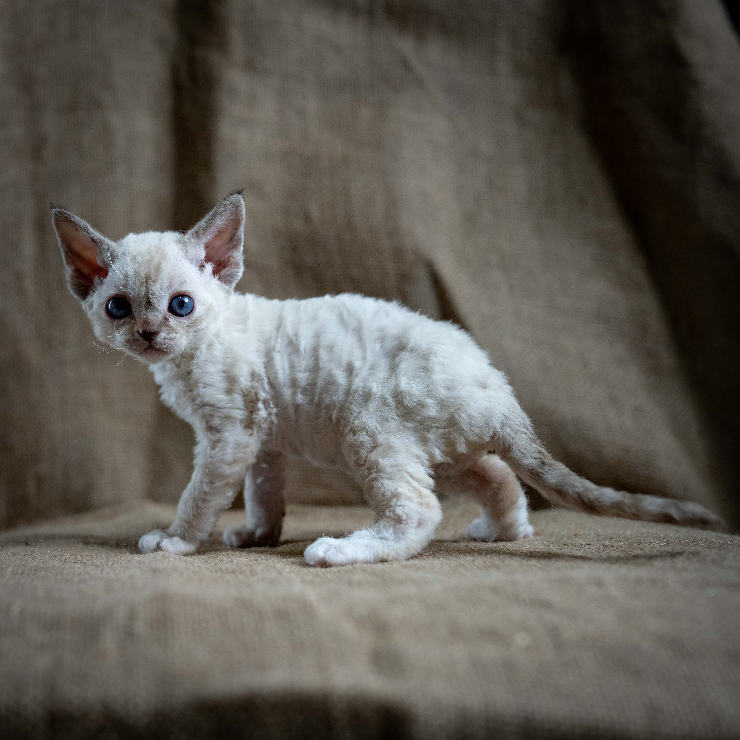 Lily, girl, born 12.20.2025. Devon Rex Pixie Cattery