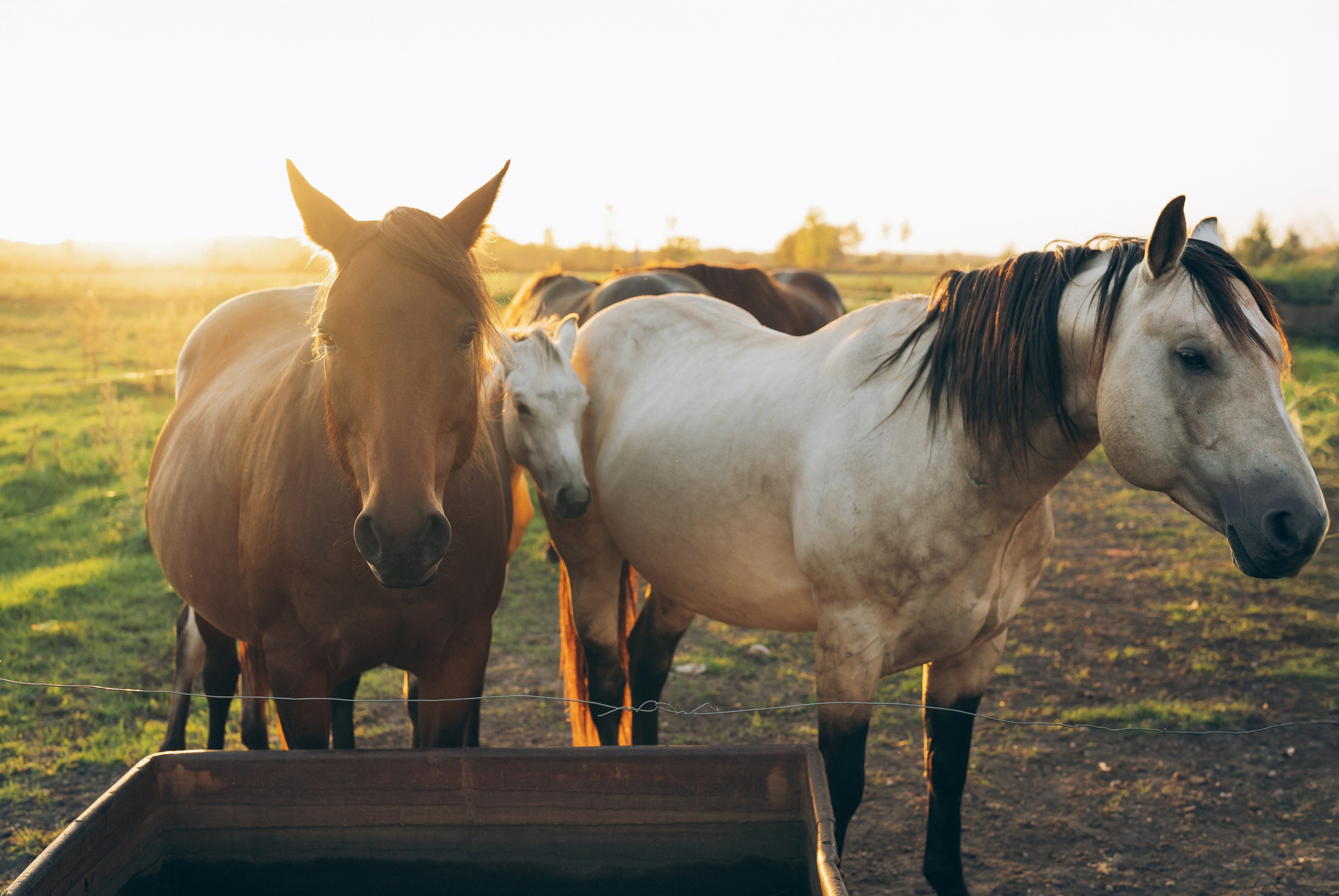 Tiffany and John’s family. Photographer Viktoriia Skavronskaya