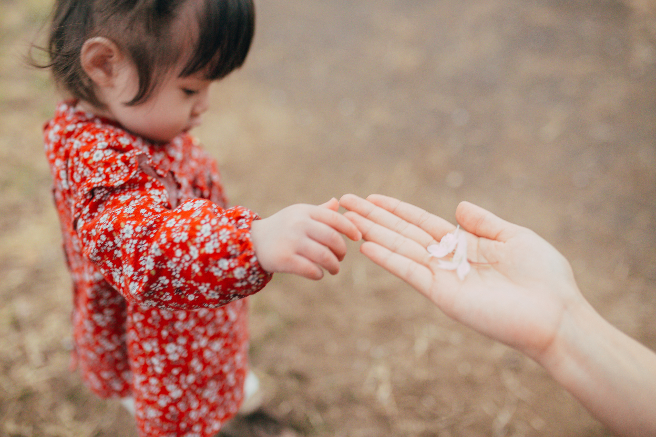 Цветение вишни. Портретный фотограф в Южной Корее Ольга Лян