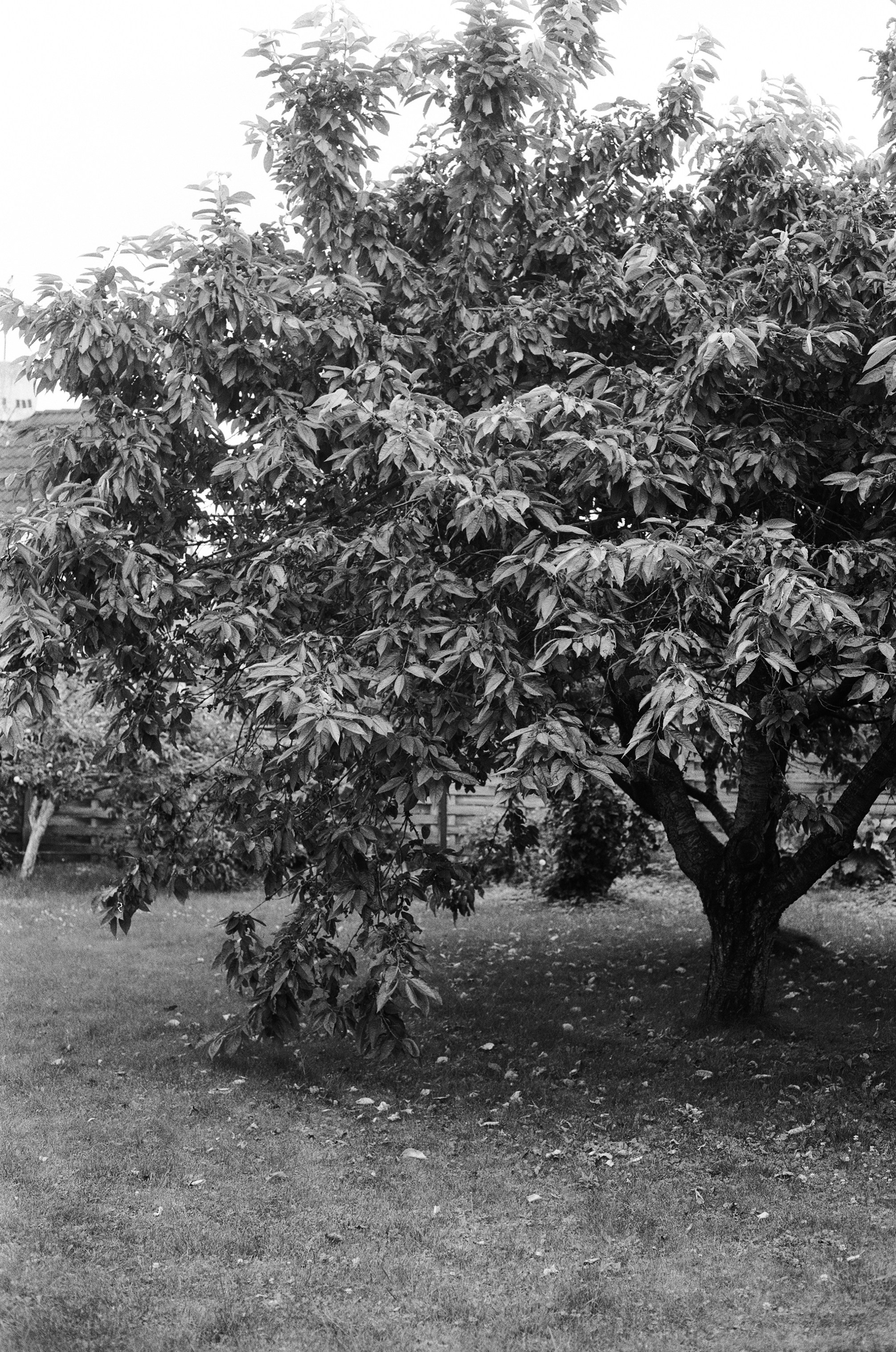 Семейная фотосессия. Photographer Anastasija Bastina