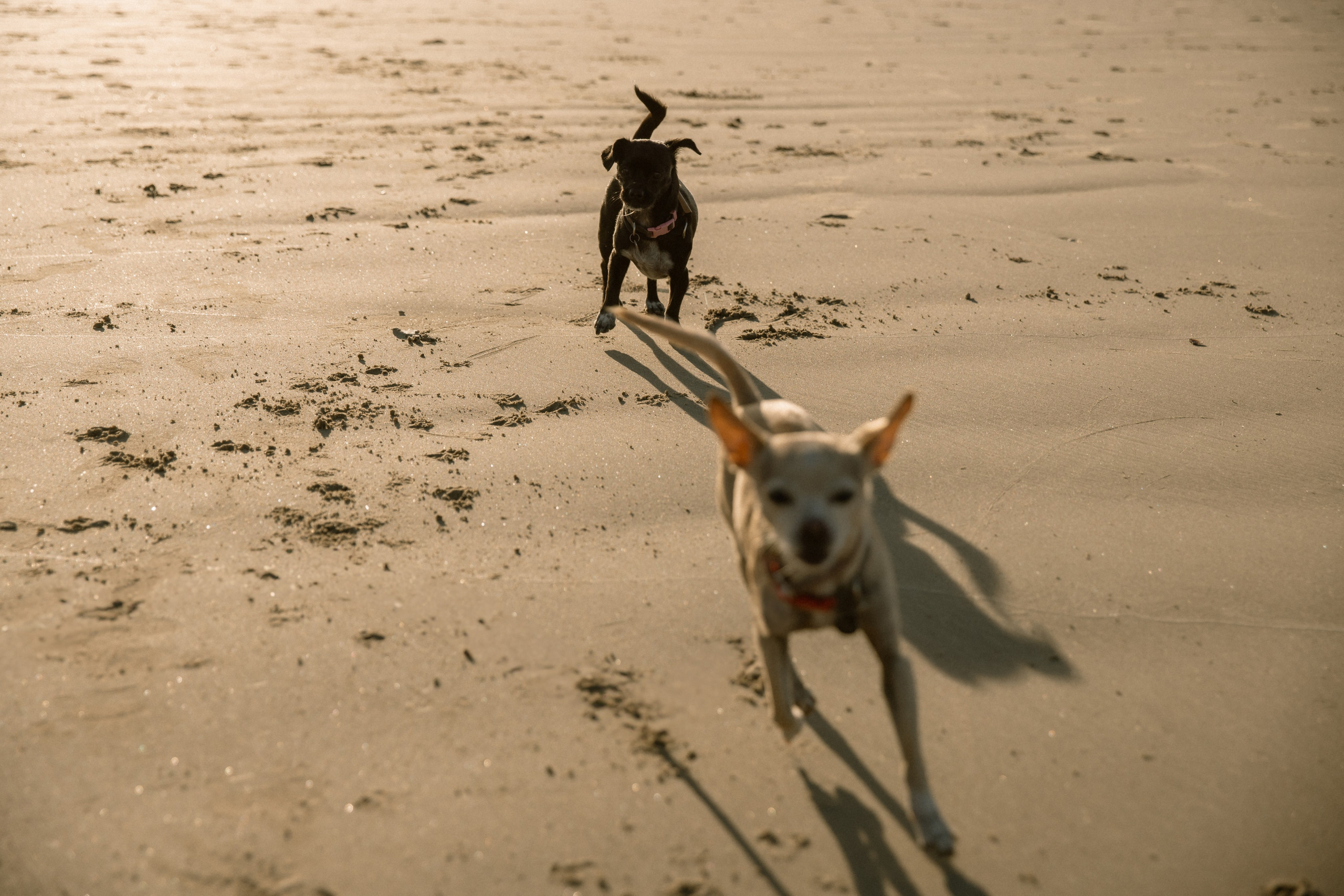 Gillian, Baby & Delilah | Venice Beach. Photographer in Los Angeles. Julia Ishmuratova