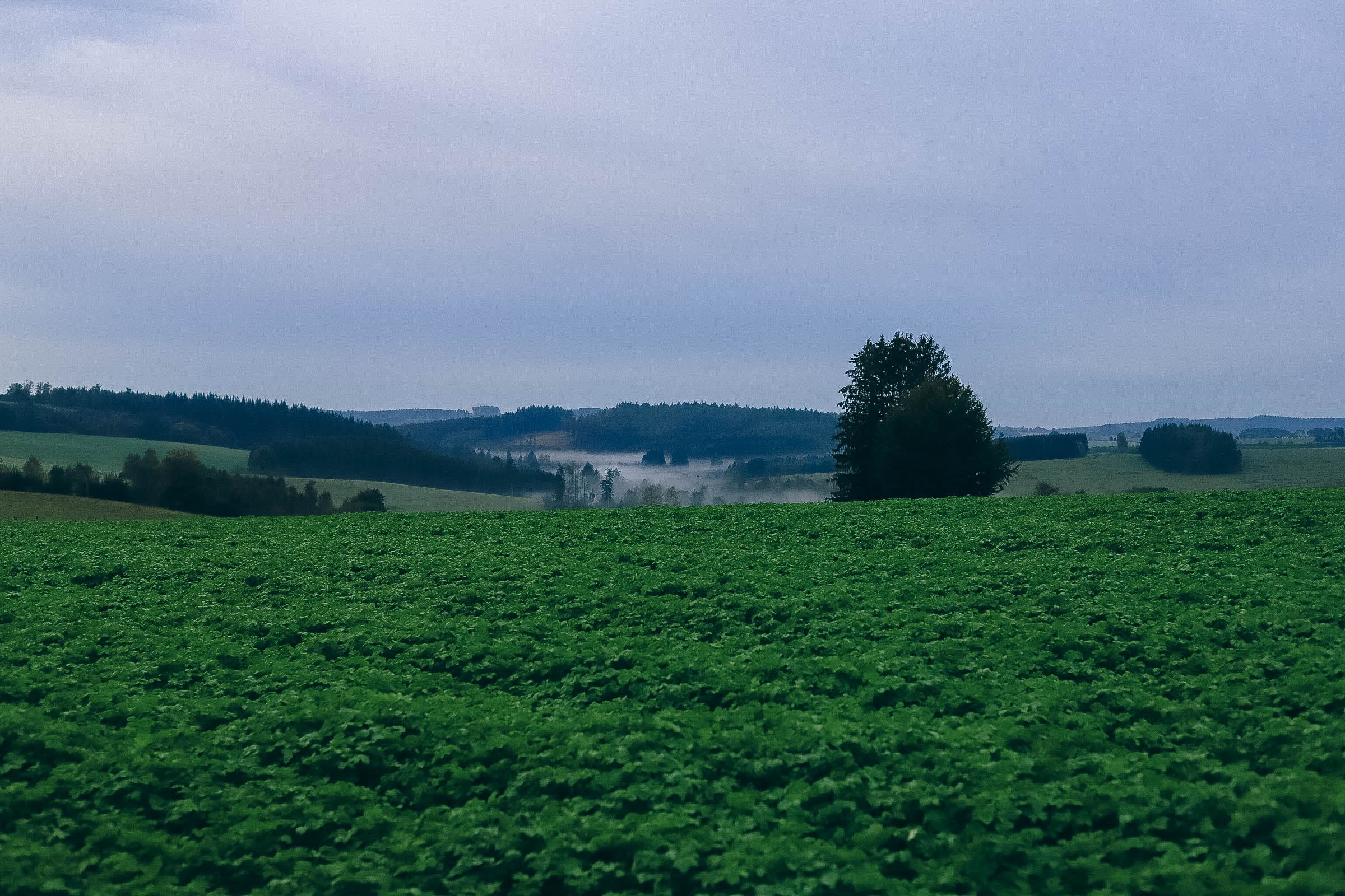 Neuf. Family and Portraits photographer Diana Andoni