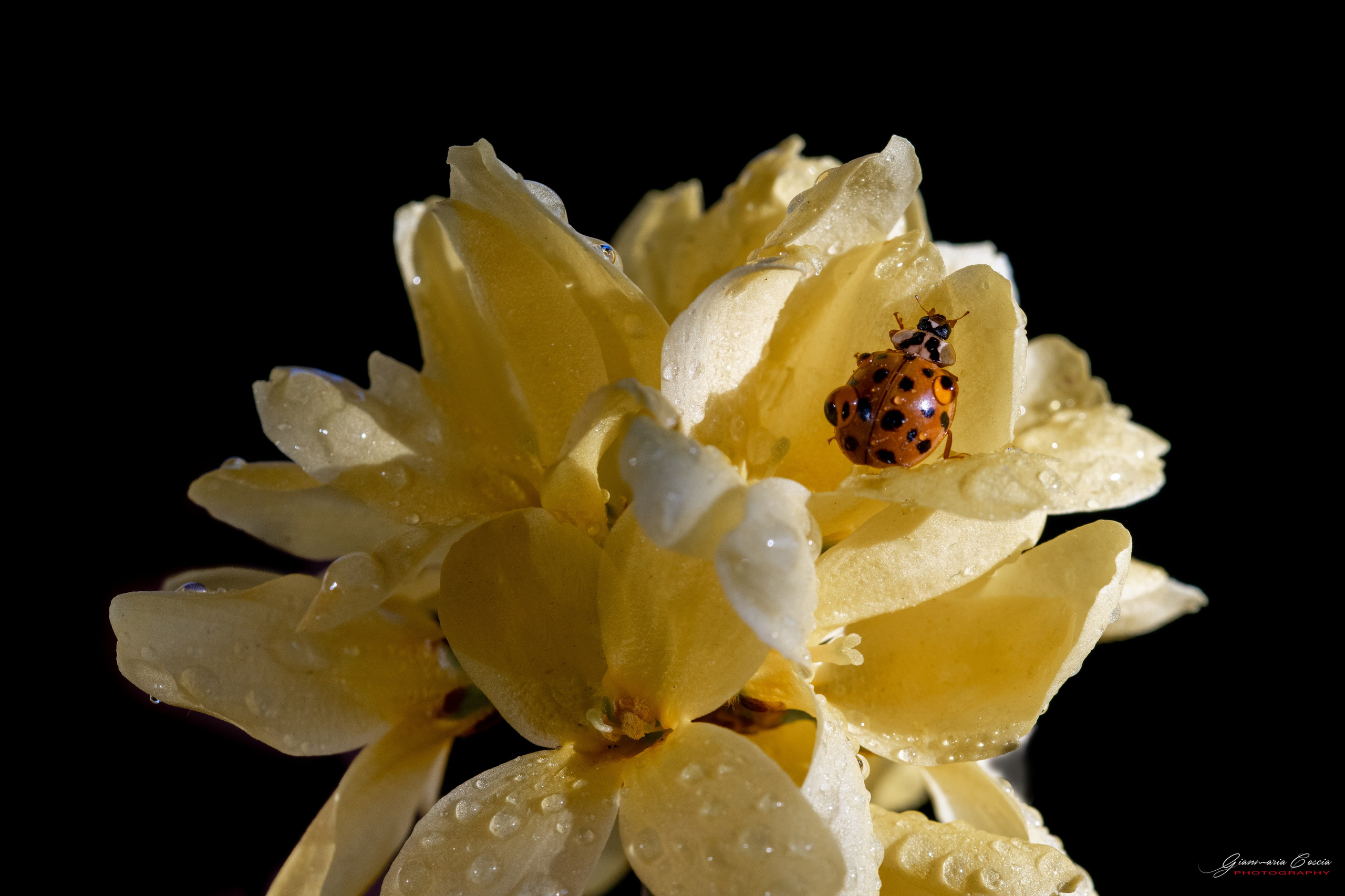 “Gianmaria Coscia fotografo per passione”