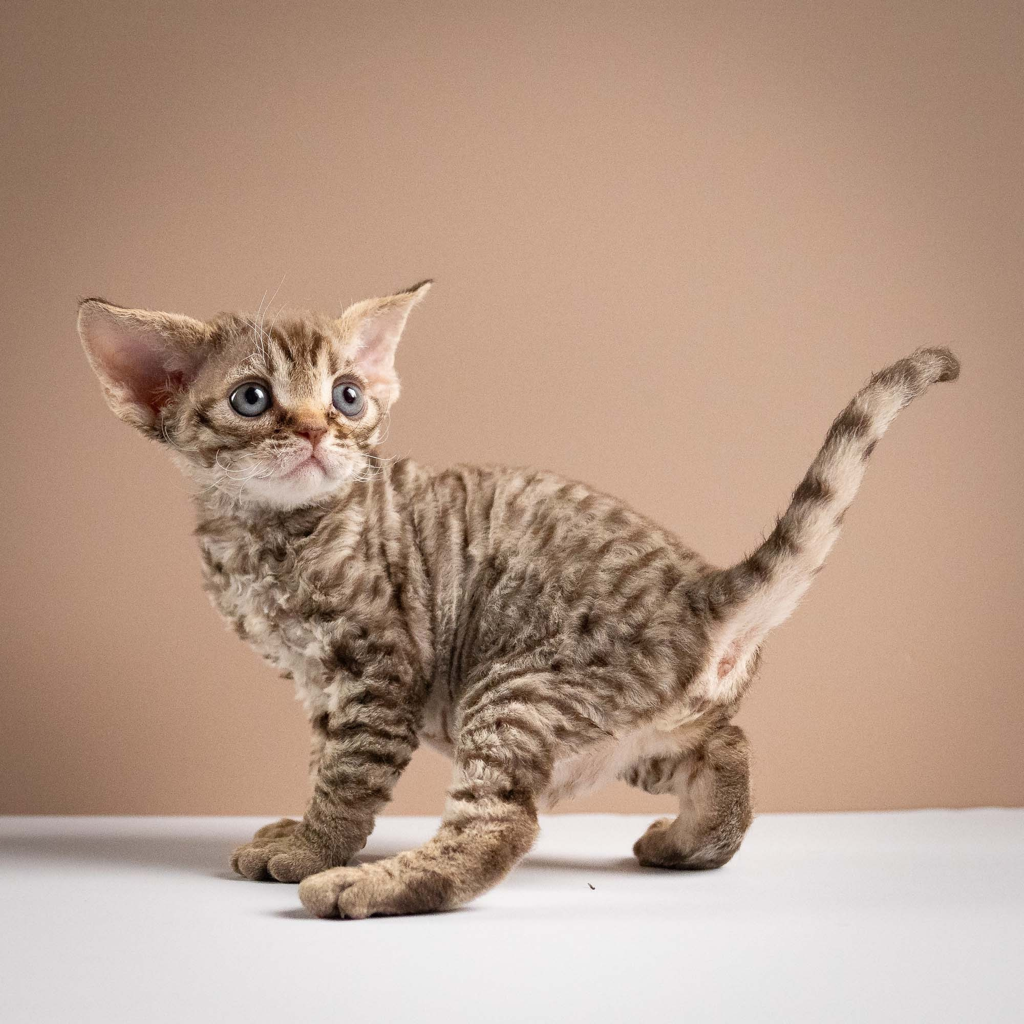 Ostap, boy, born 02.08.26. Devon Rex Pixie Cattery