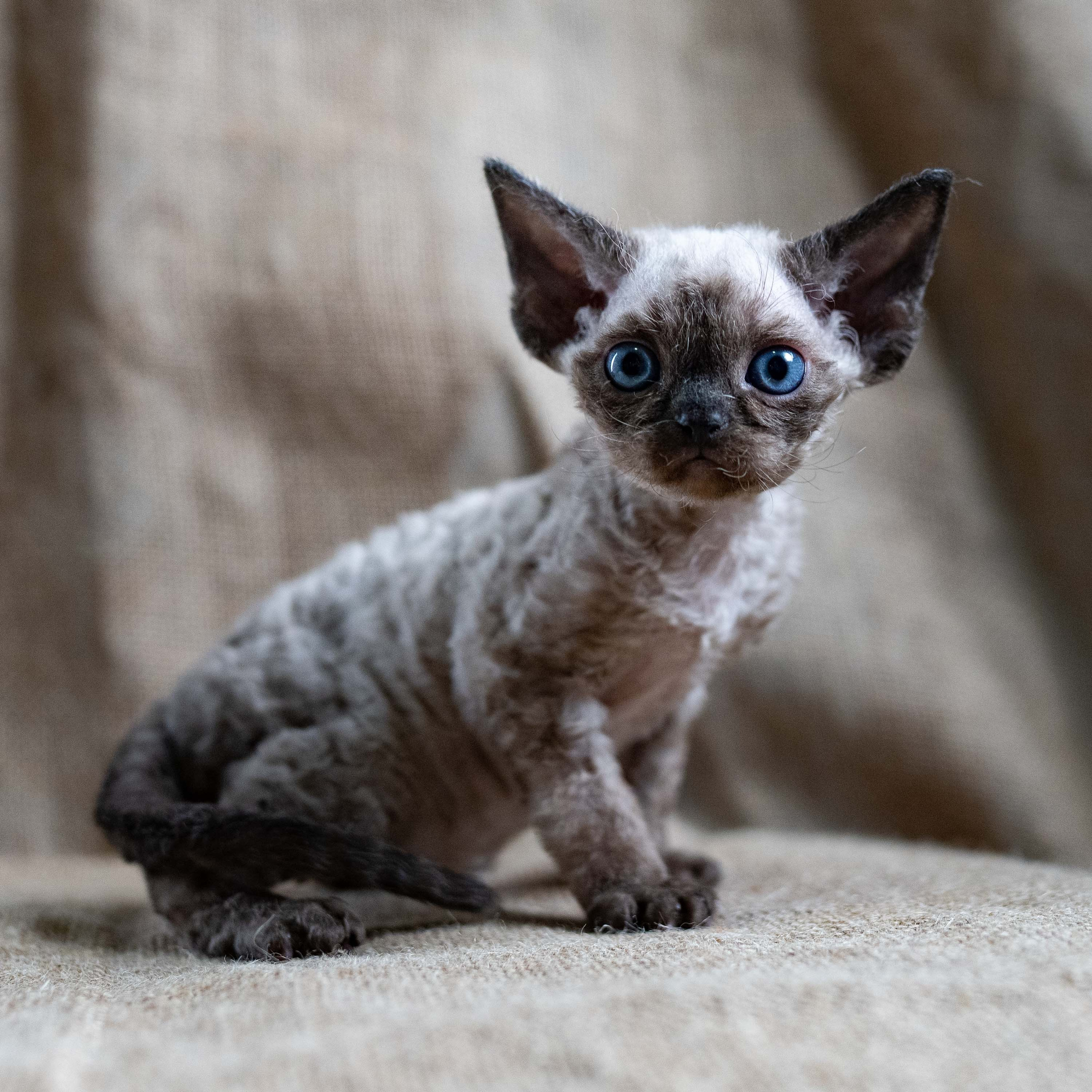Leo, boy, born 12.20.2025. Devon Rex Pixie Cattery