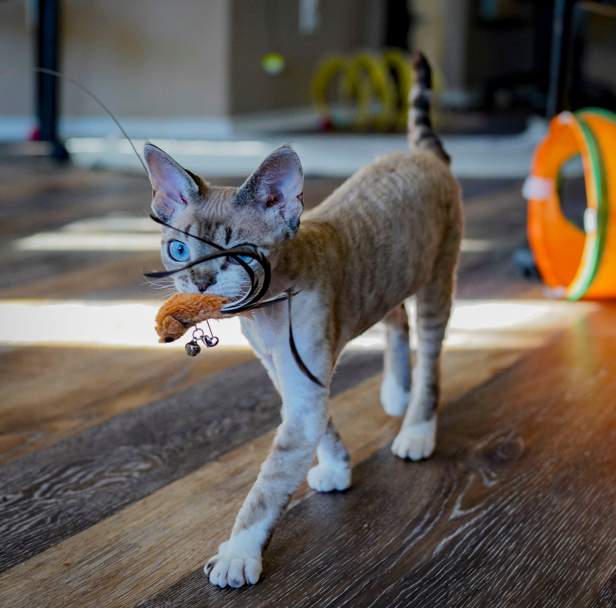 Hunti. Devon Rex Pixie Cattery
