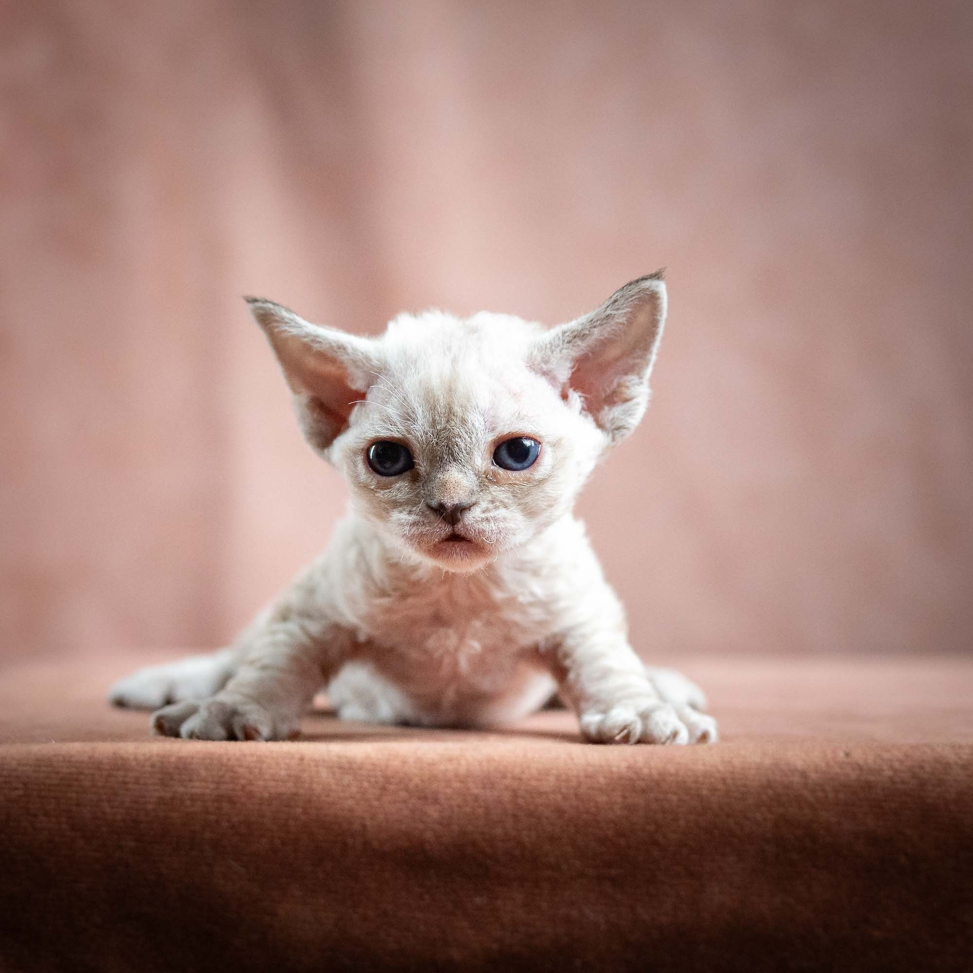 Nessa, girl, born 01.17.26. Devon Rex Pixie Cattery