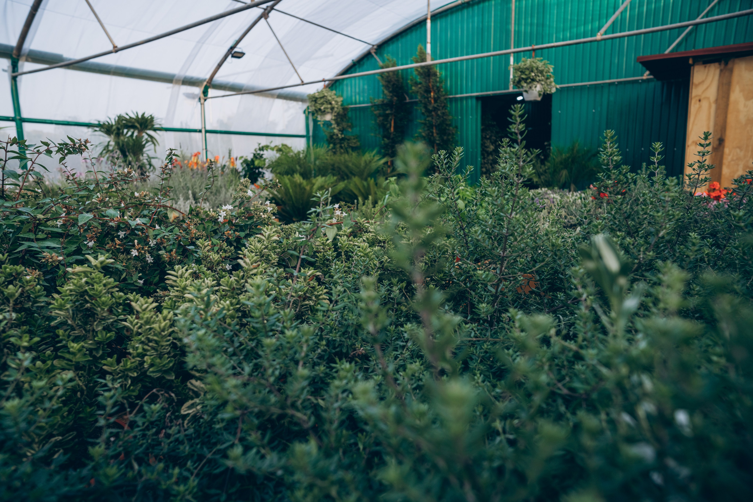 Centro Jardin. Photographer in Mallorca