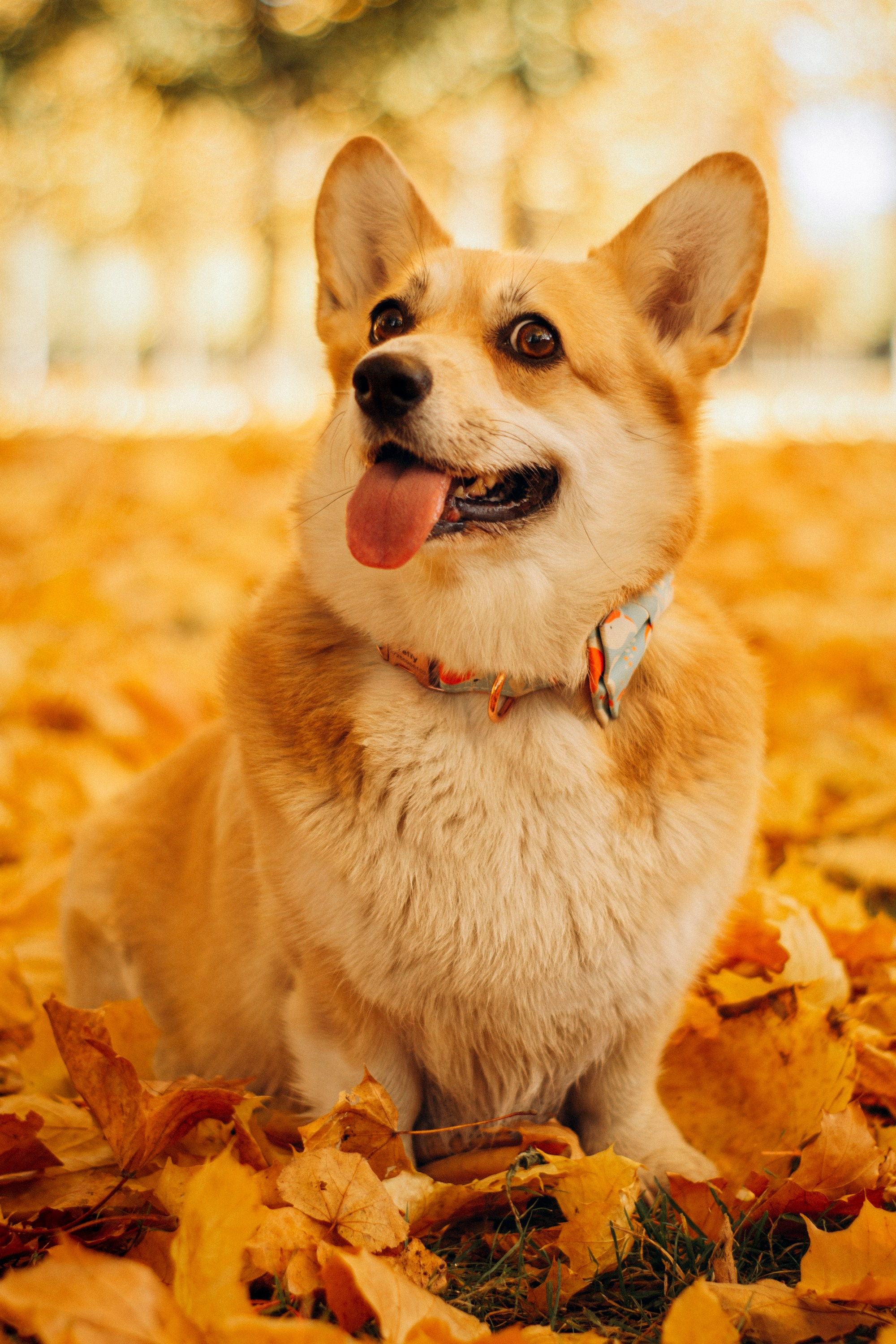 Irina and her Teffy, Pembroke Welsh Corgi. Kat Laisaar — Pet photographer in Tallinn
