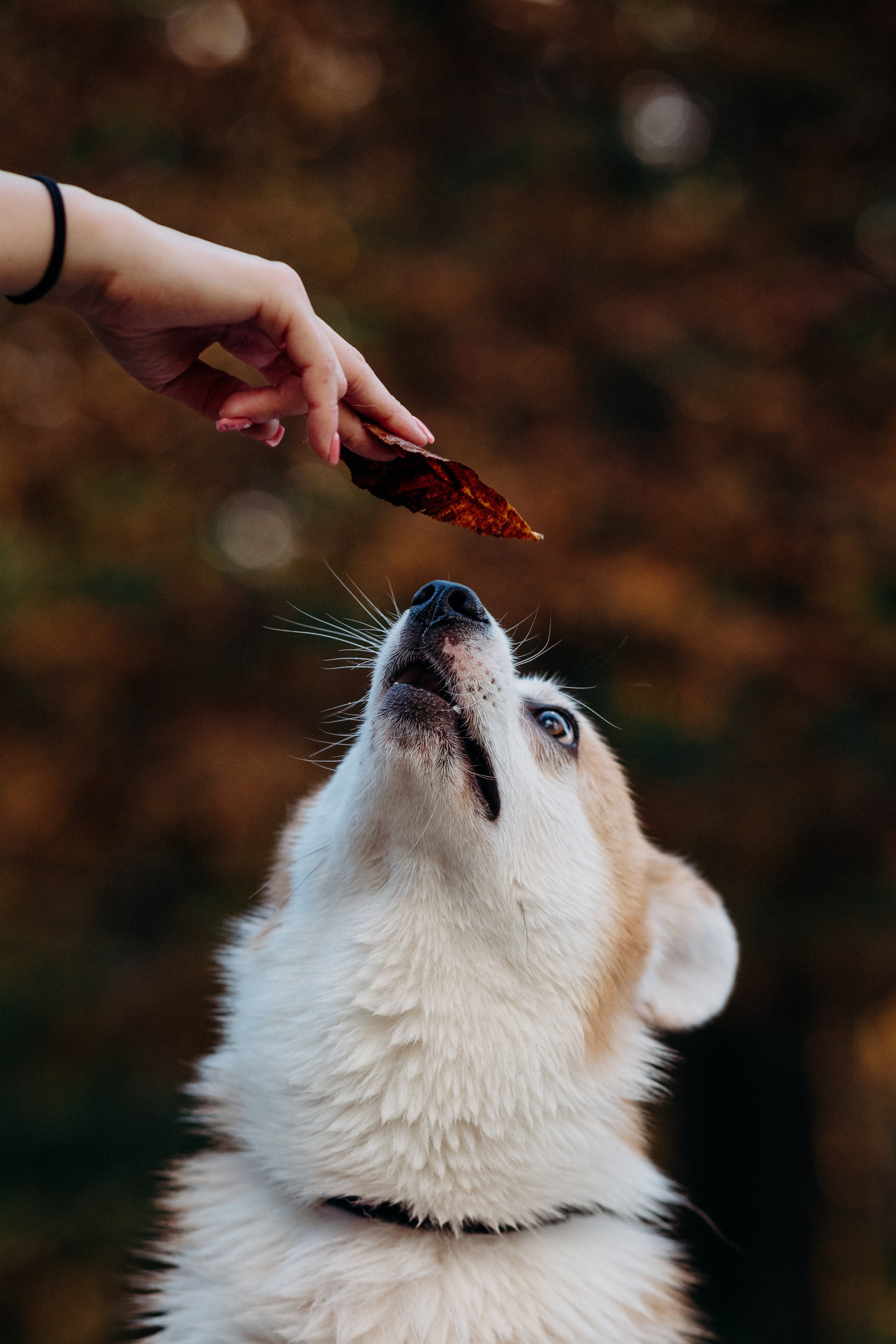 Liisa, Alexander & Marsel. Фотограф-анималист в Таллинне, Катя Лайсаар