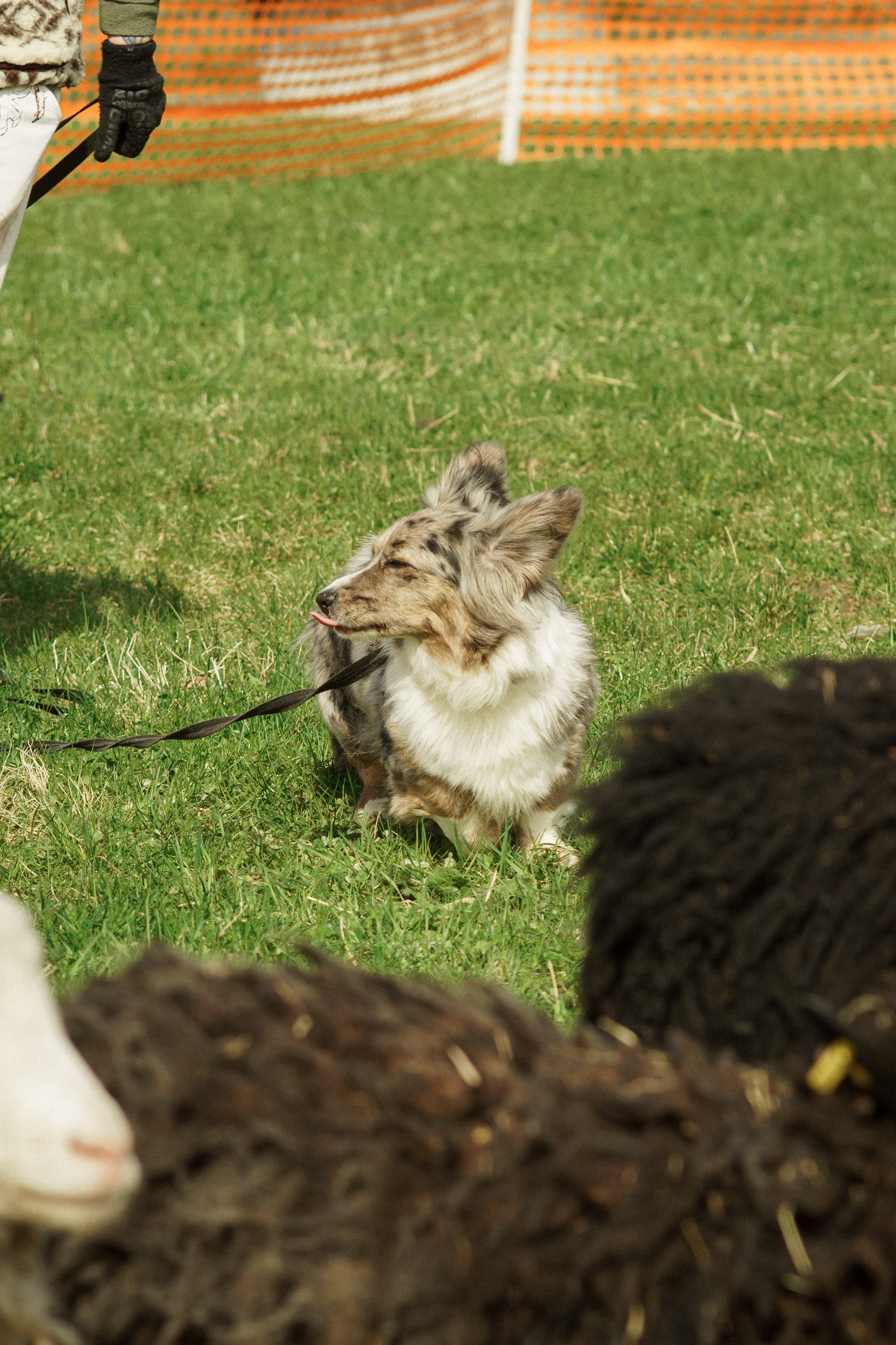 Herding Days, 26 apr. 2025. Kat Laisaar — Pet photographer in Tallinn