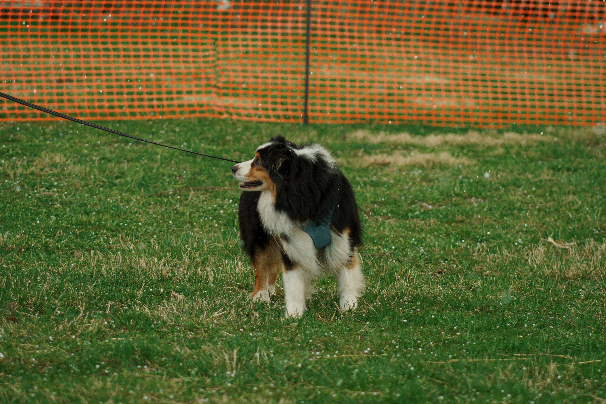 Herding Days, 26 apr. 2025. Kat Laisaar — Pet photographer in Tallinn