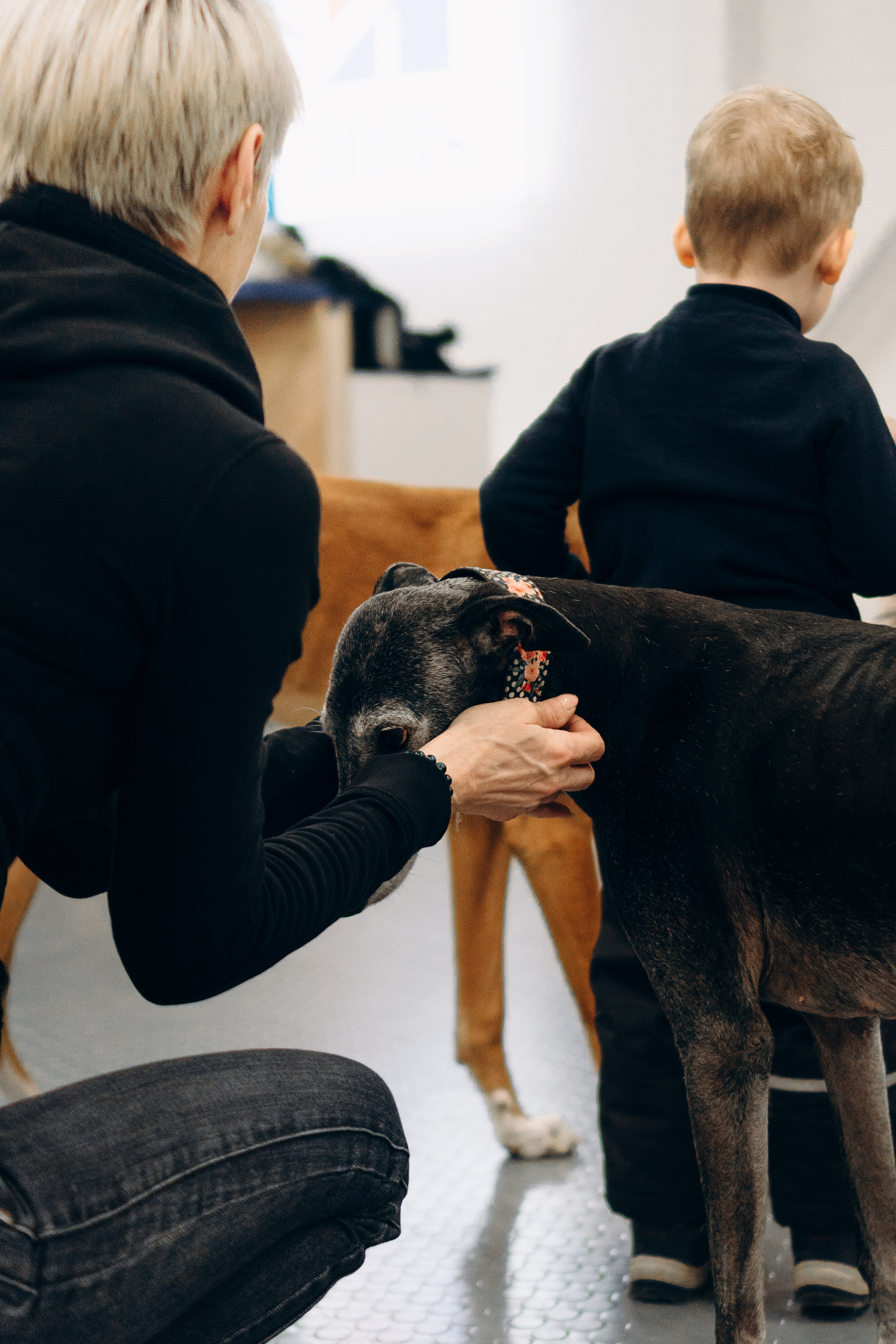 GalgoTreff / PetCity Rannamõisa, 13 apr. 2025. Kat Laisaar — Pet photographer in Tallinn