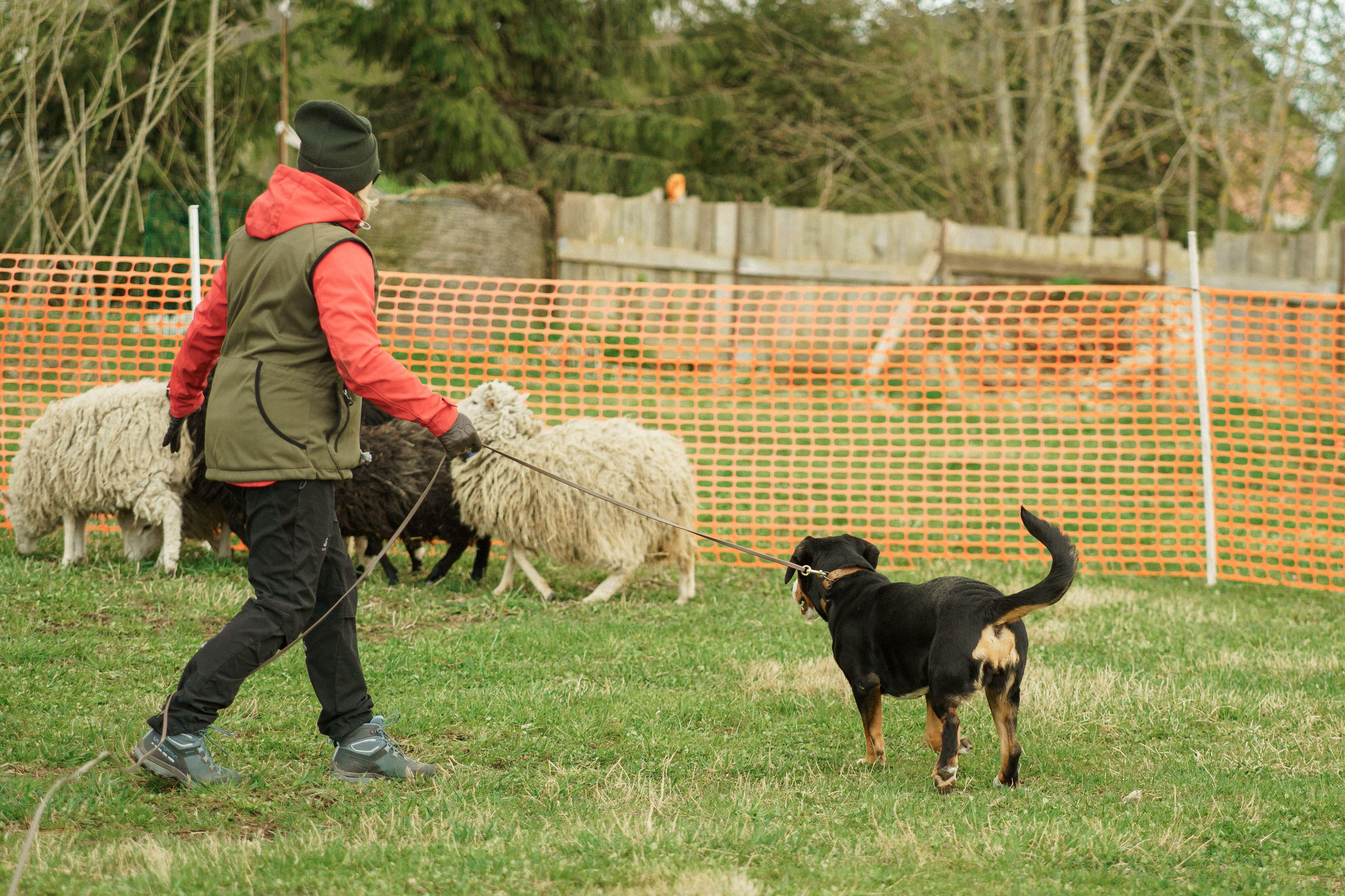 Herding Days, 26 apr. 2025. Kat Laisaar — Pet photographer in Tallinn