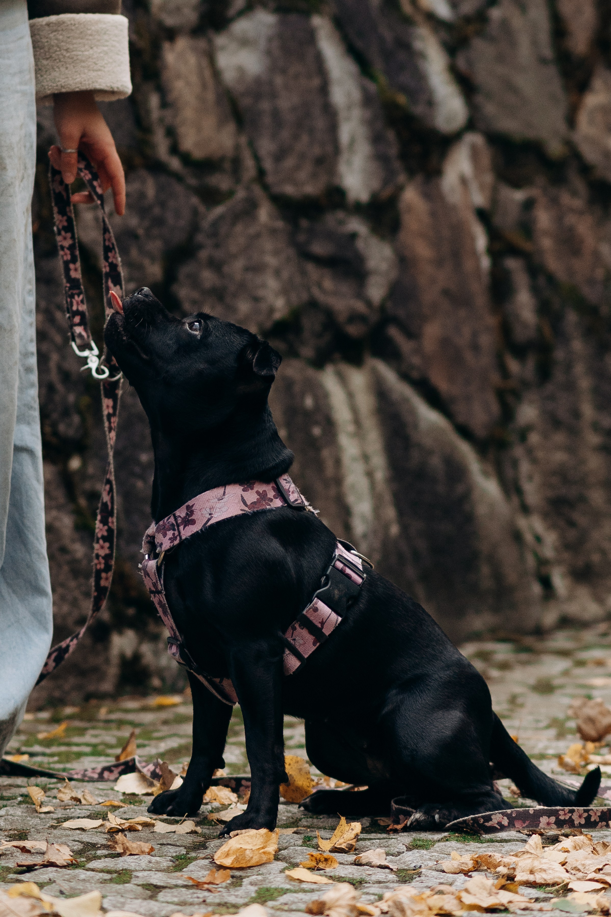 Staffordshire Bull Terriers Meetup. Kat Laisaar — Pet photographer in Tallinn