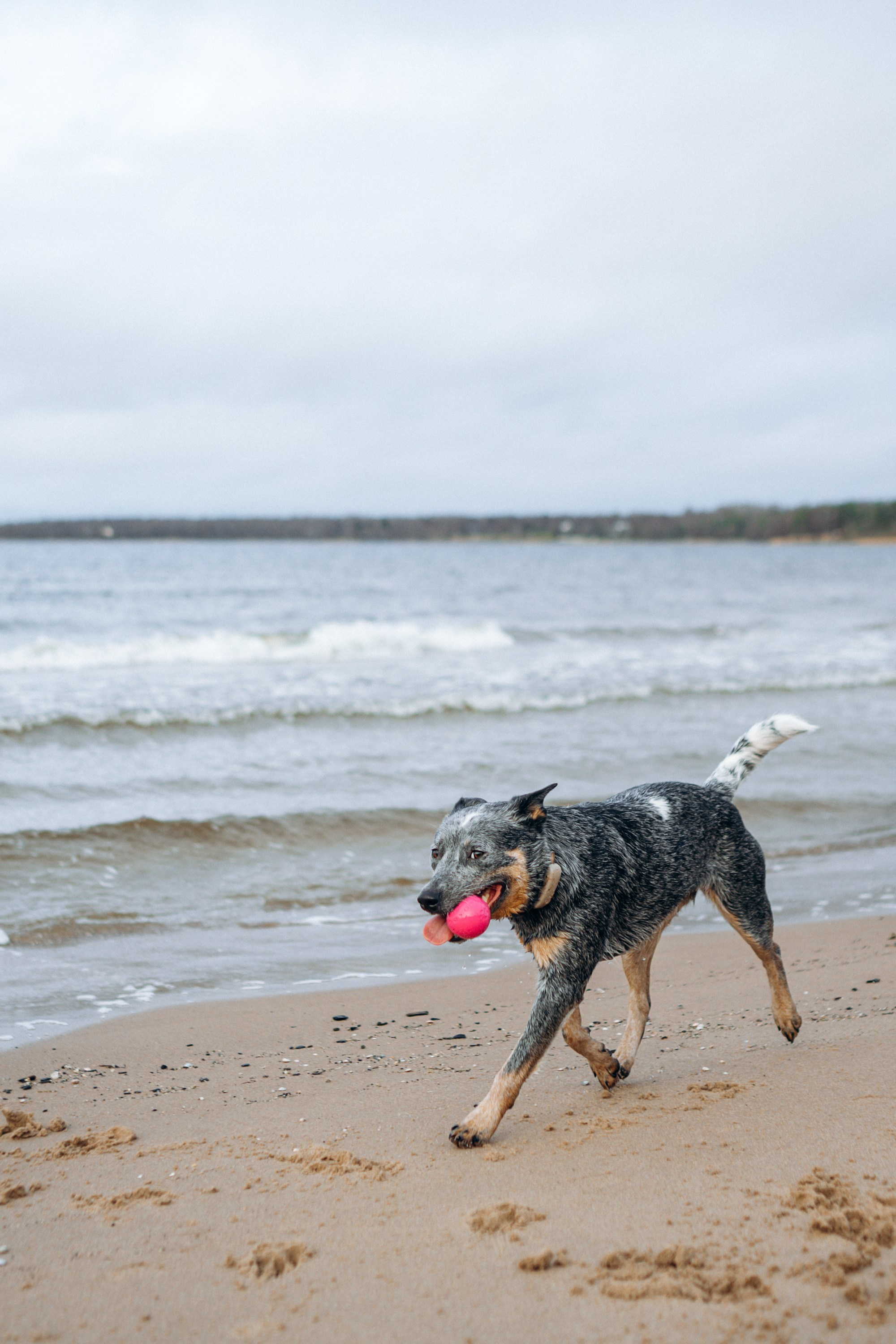 Polina and her Dakota, Australian Cattle Dog. Kat Laisaar — Pet photographer in Tallinn