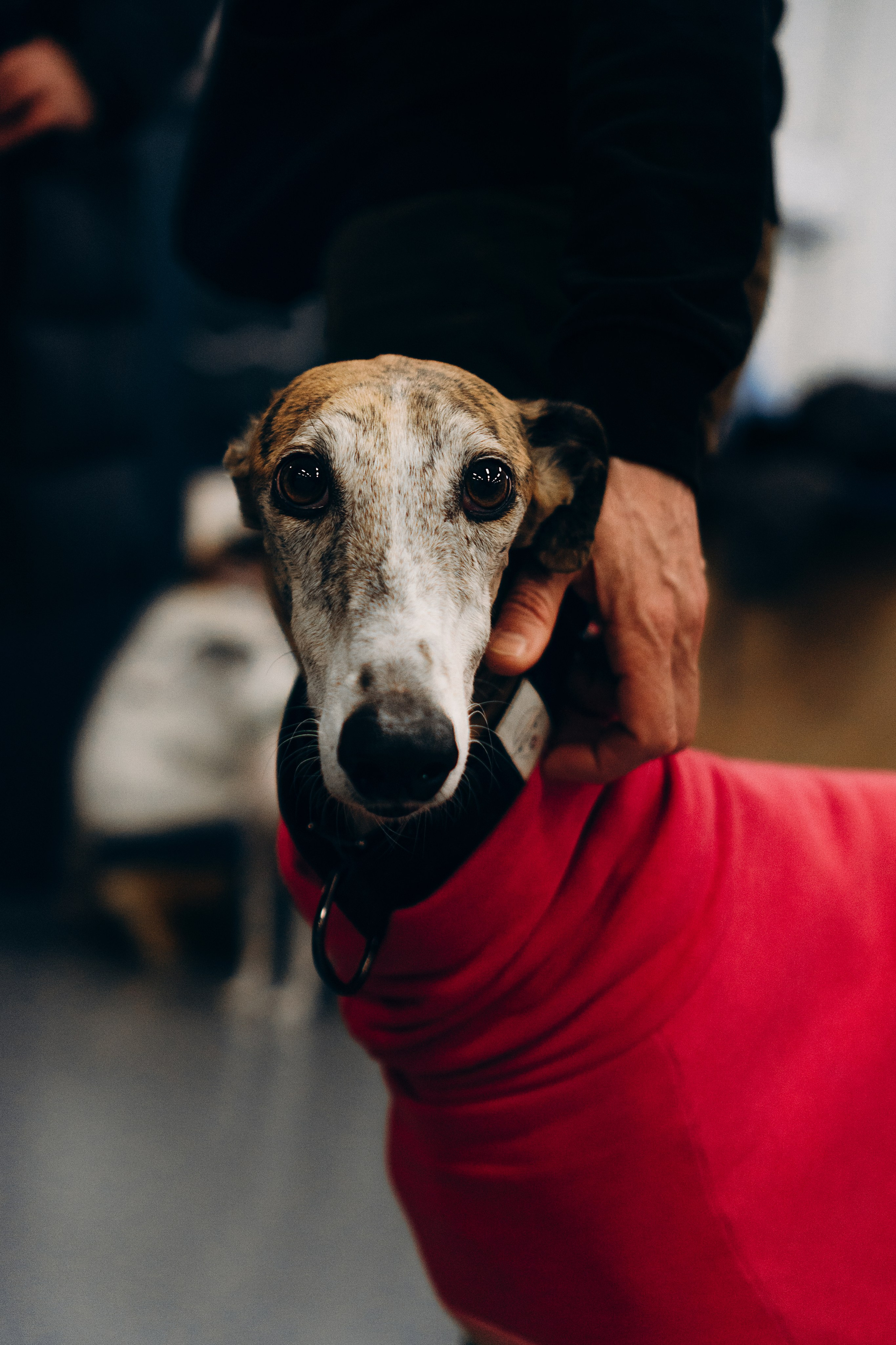 Galgotreff, 9 feb. 2025. Kat Laisaar — Pet photographer in Tallinn