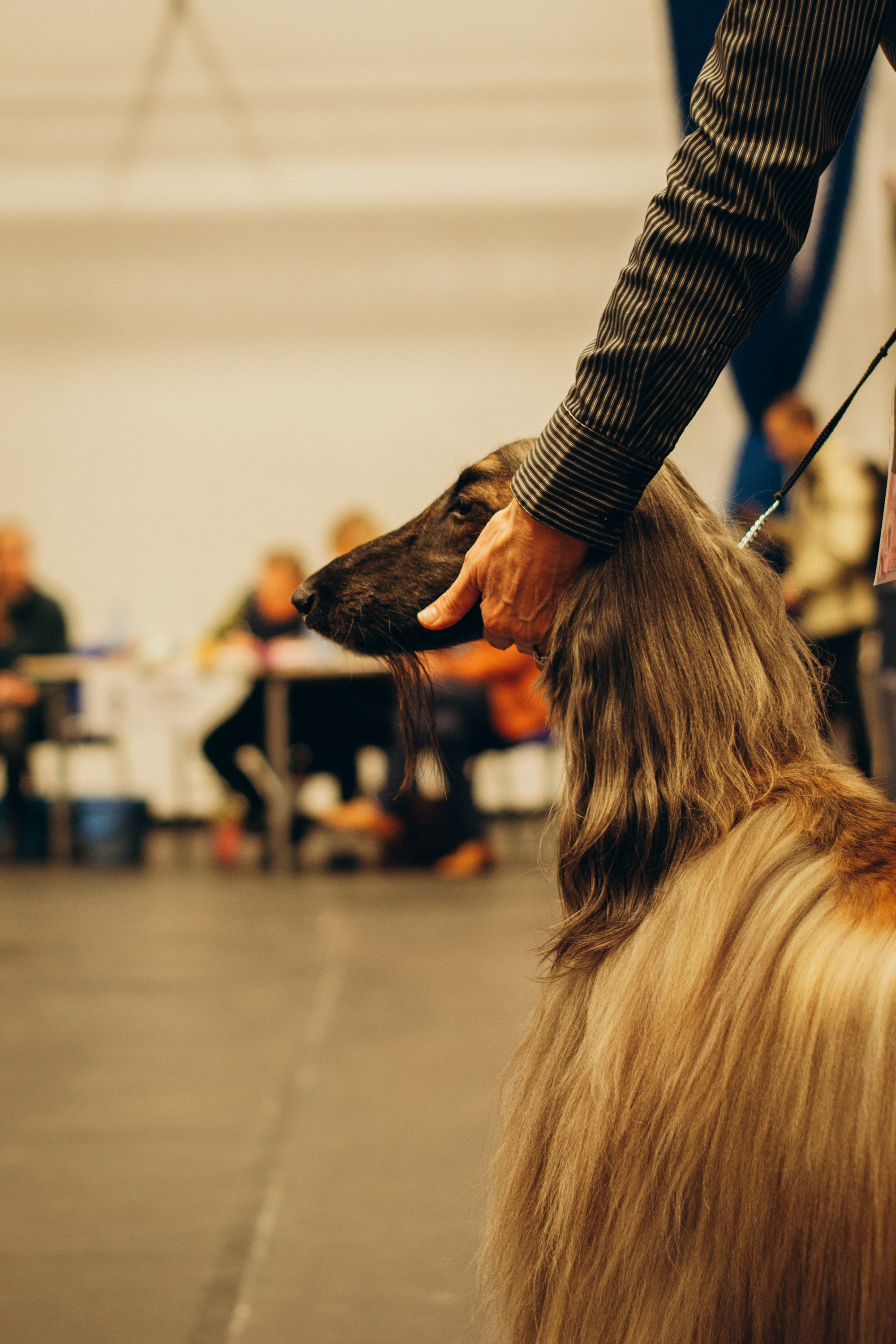 Rakvere Dog Show. Kat Laisaar — Pet photographer in Tallinn