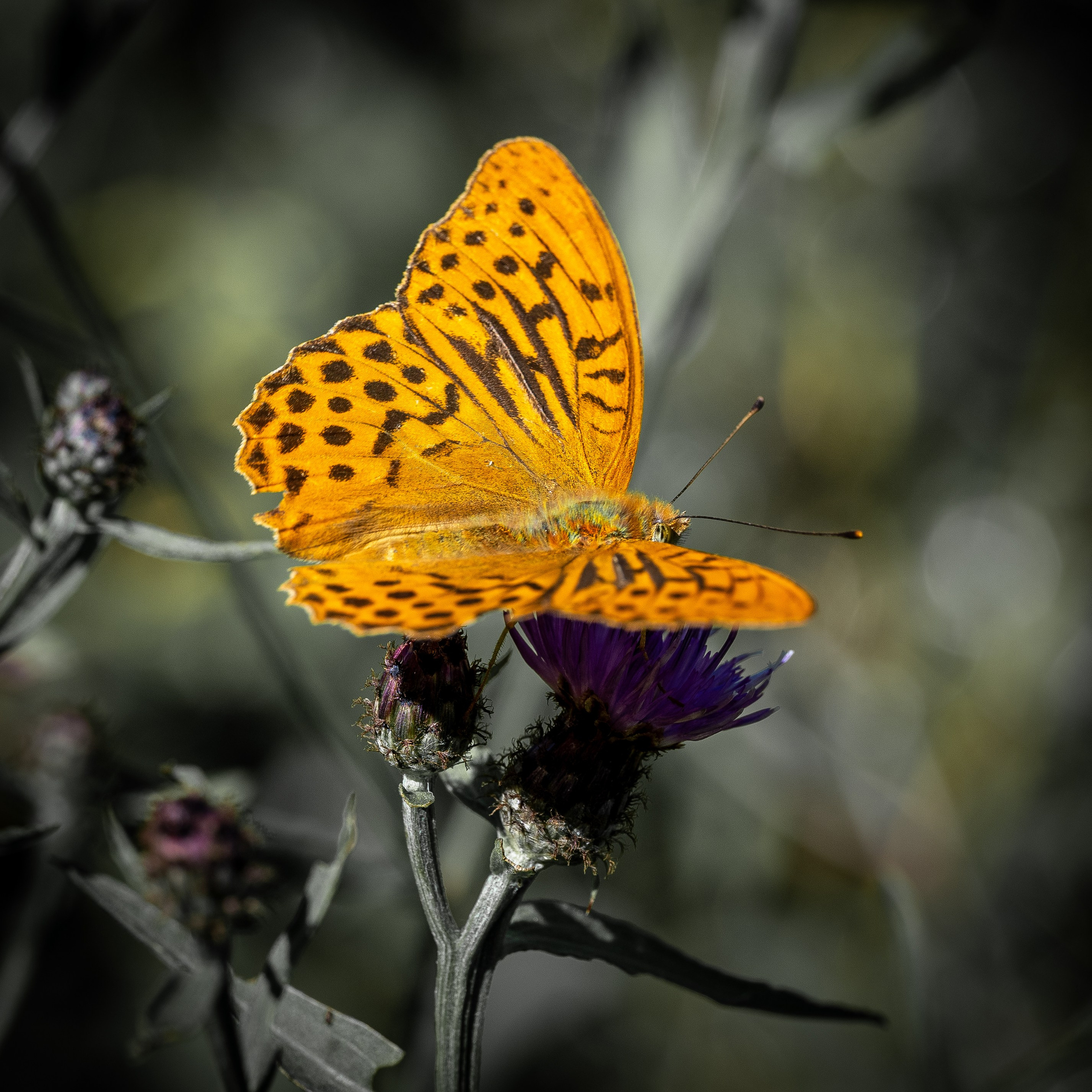 Farfalle. “Gianmaria Coscia fotografo per passione”