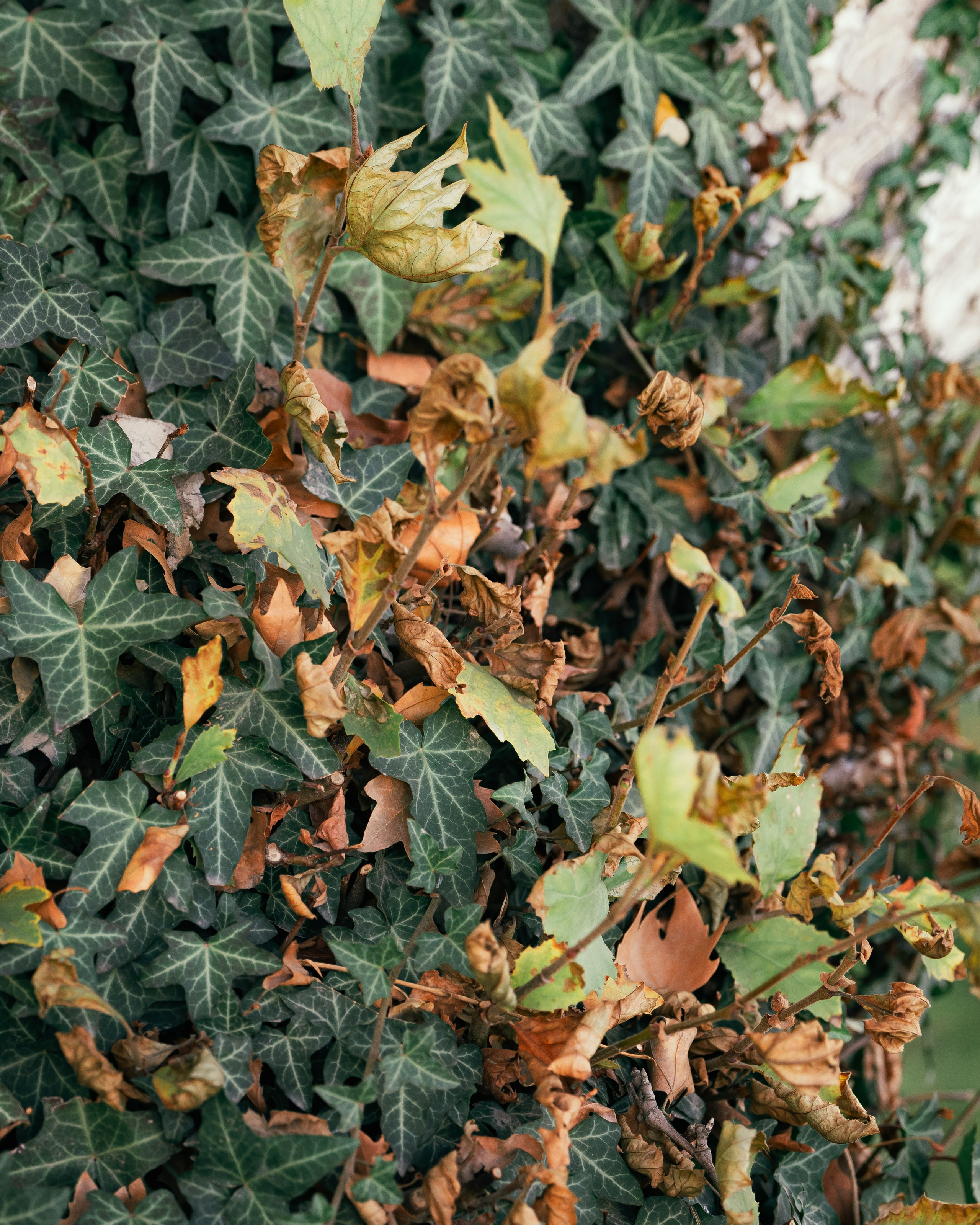 Ташкентская осень. Георгий Намазов | Фотограф в Ташкенте